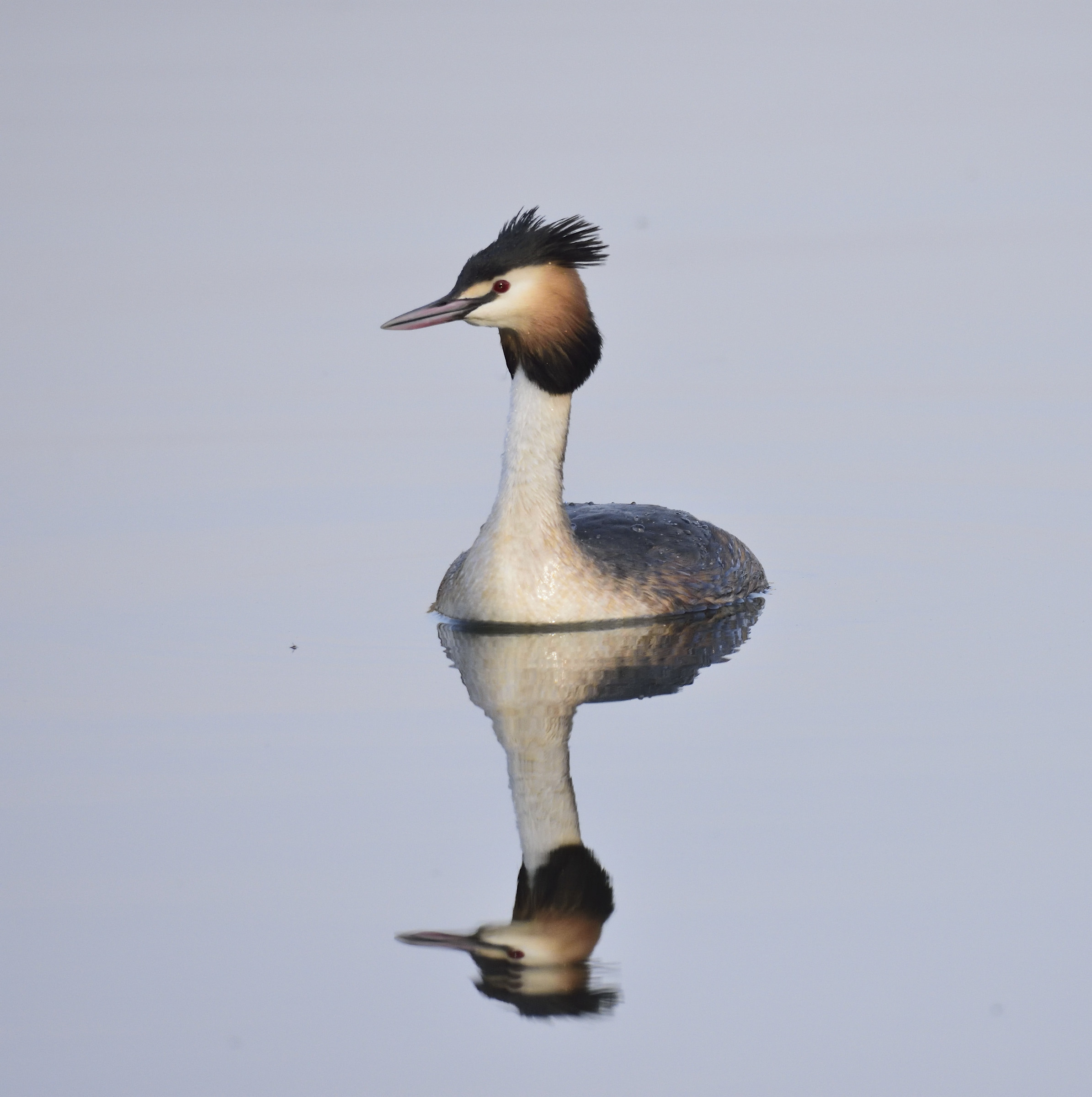great crested grebe