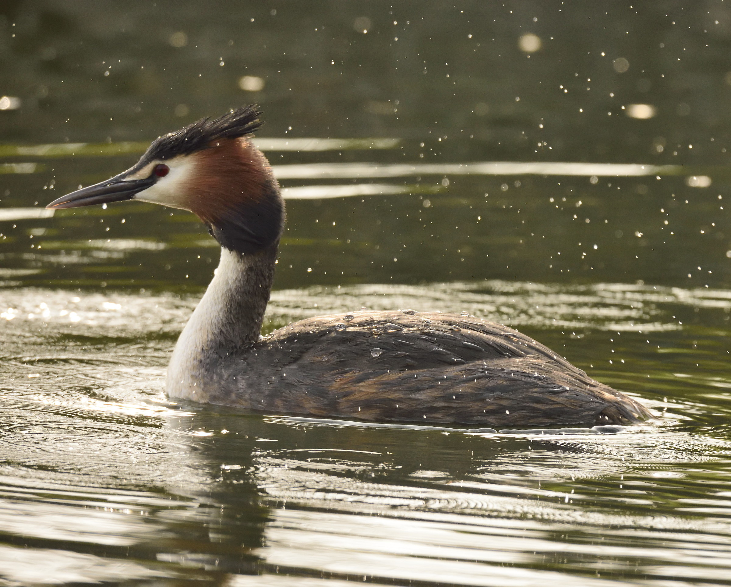 great crested grebe