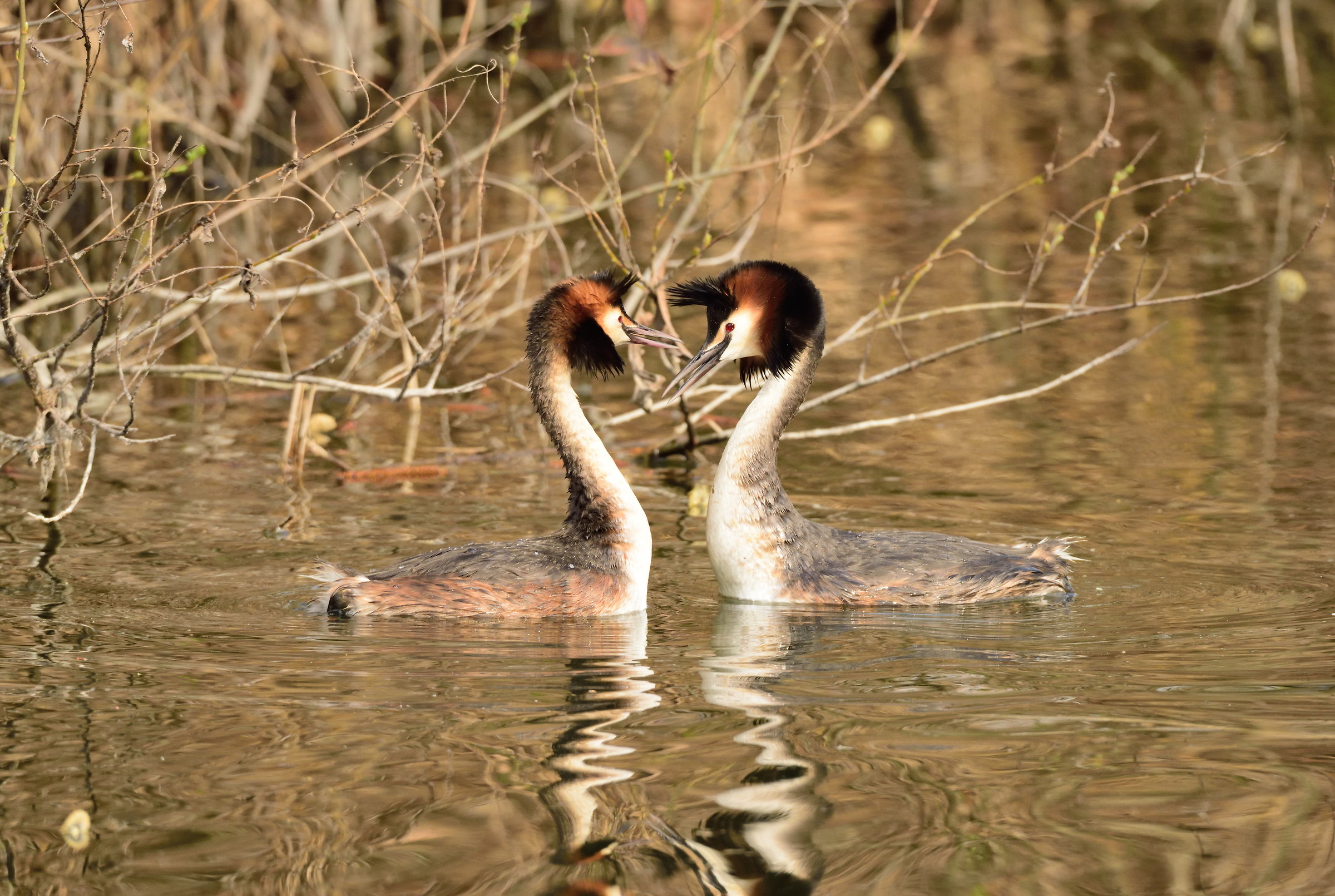 crested grebes