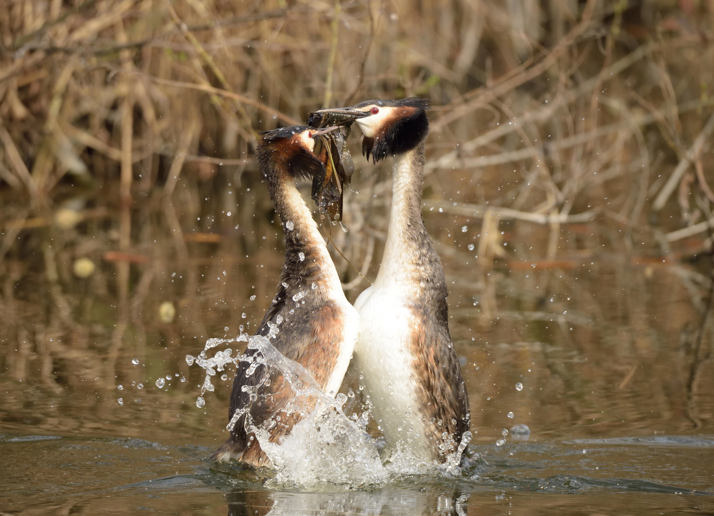 crested grebes