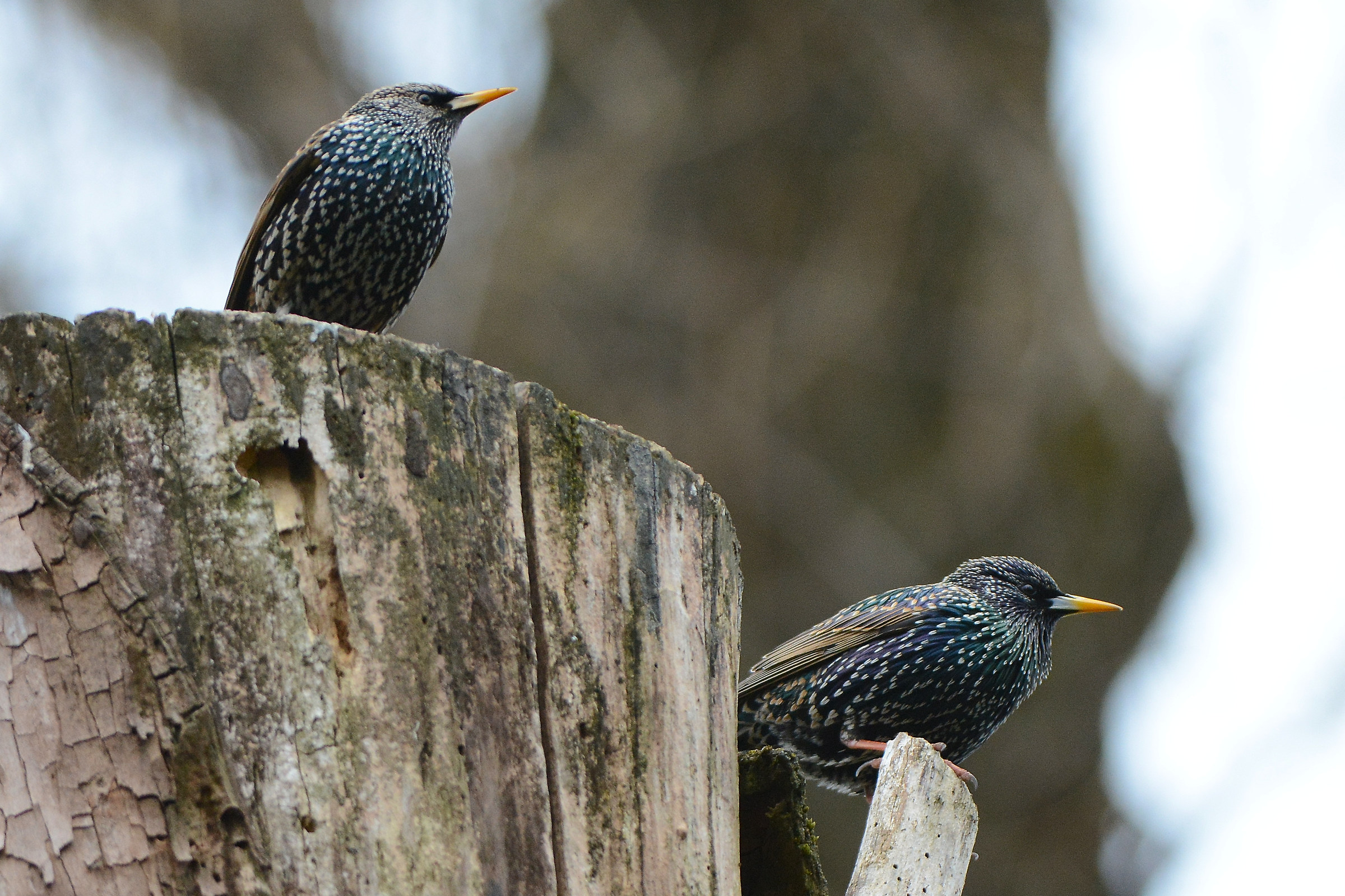 starlings