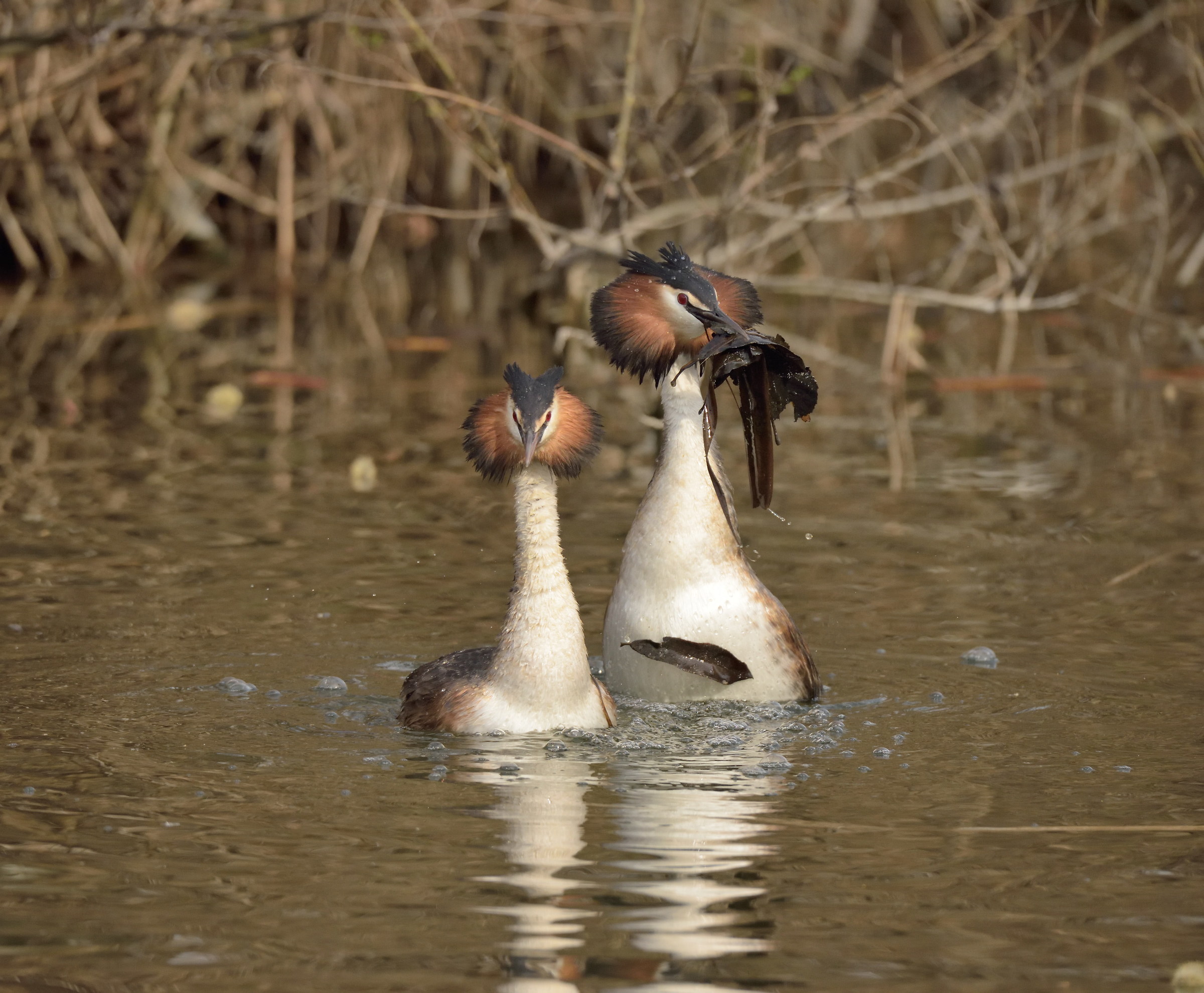 crested grebes