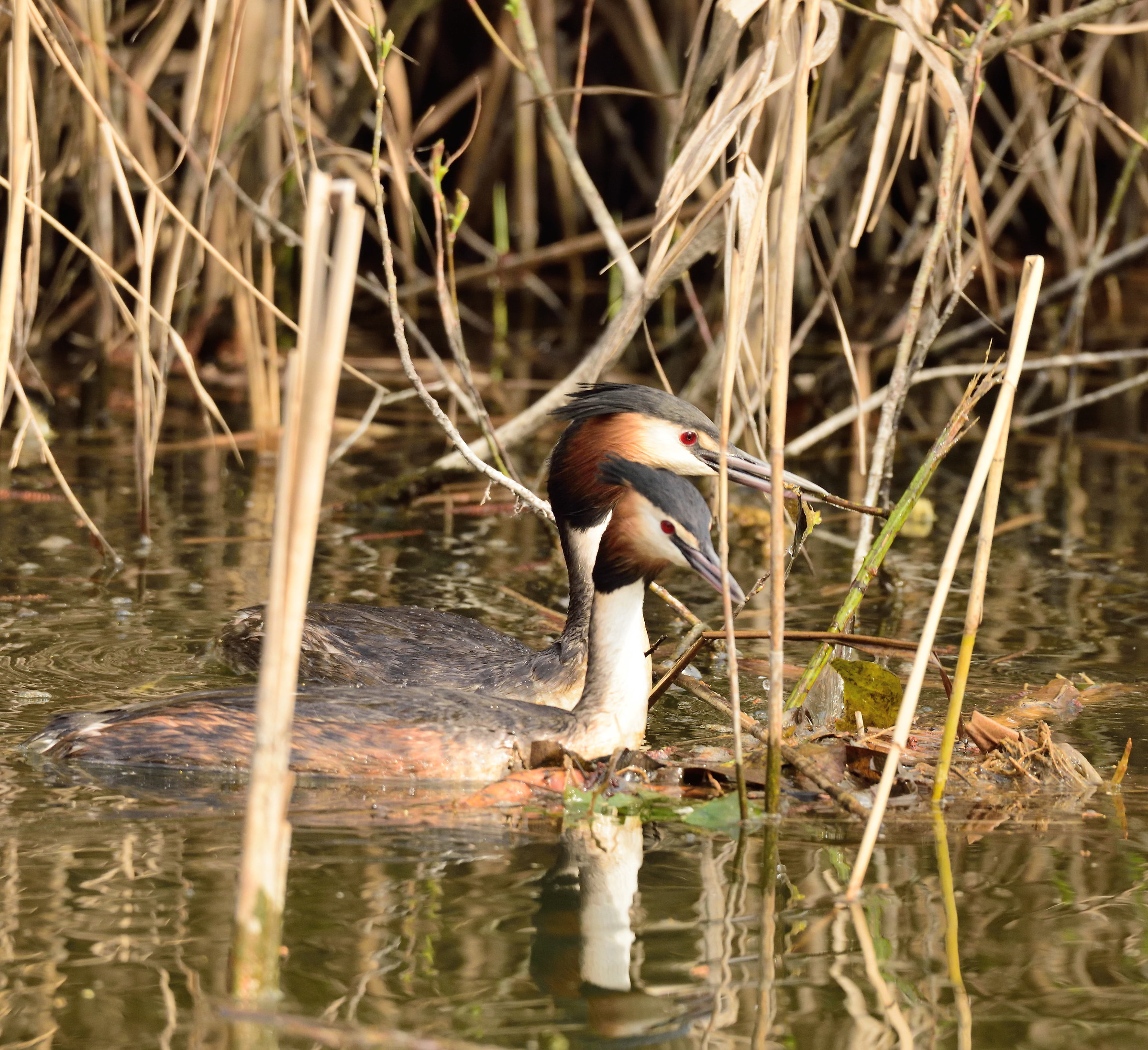 crested grebes