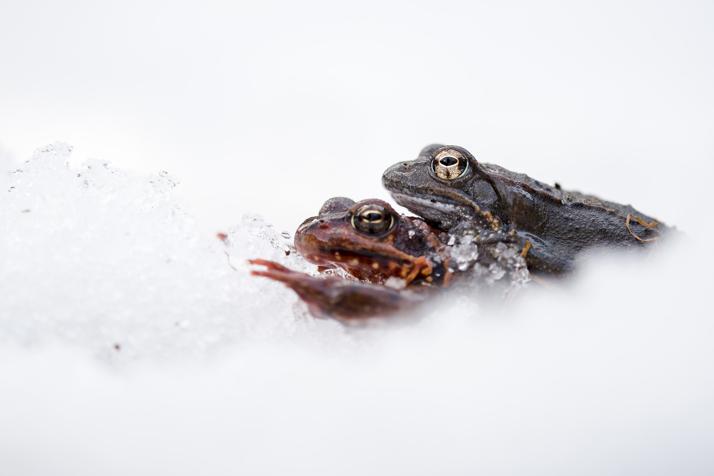 Common frog