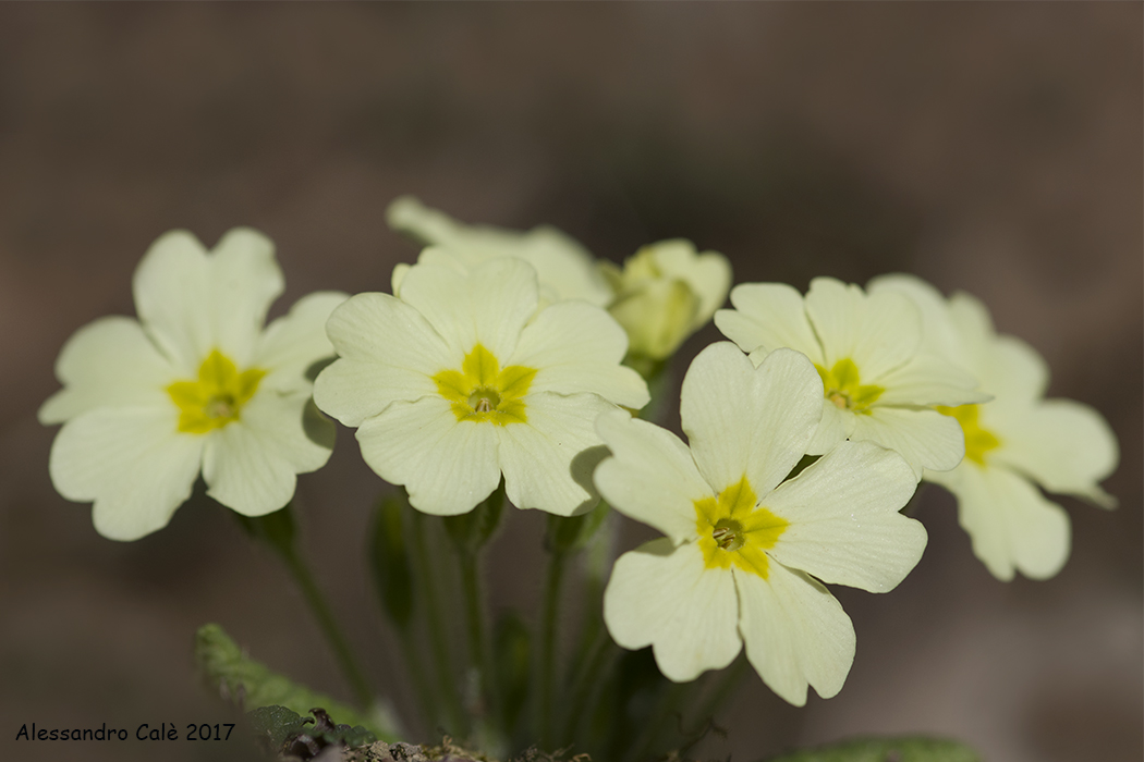 vulgaris primrose (Primula common) 1178