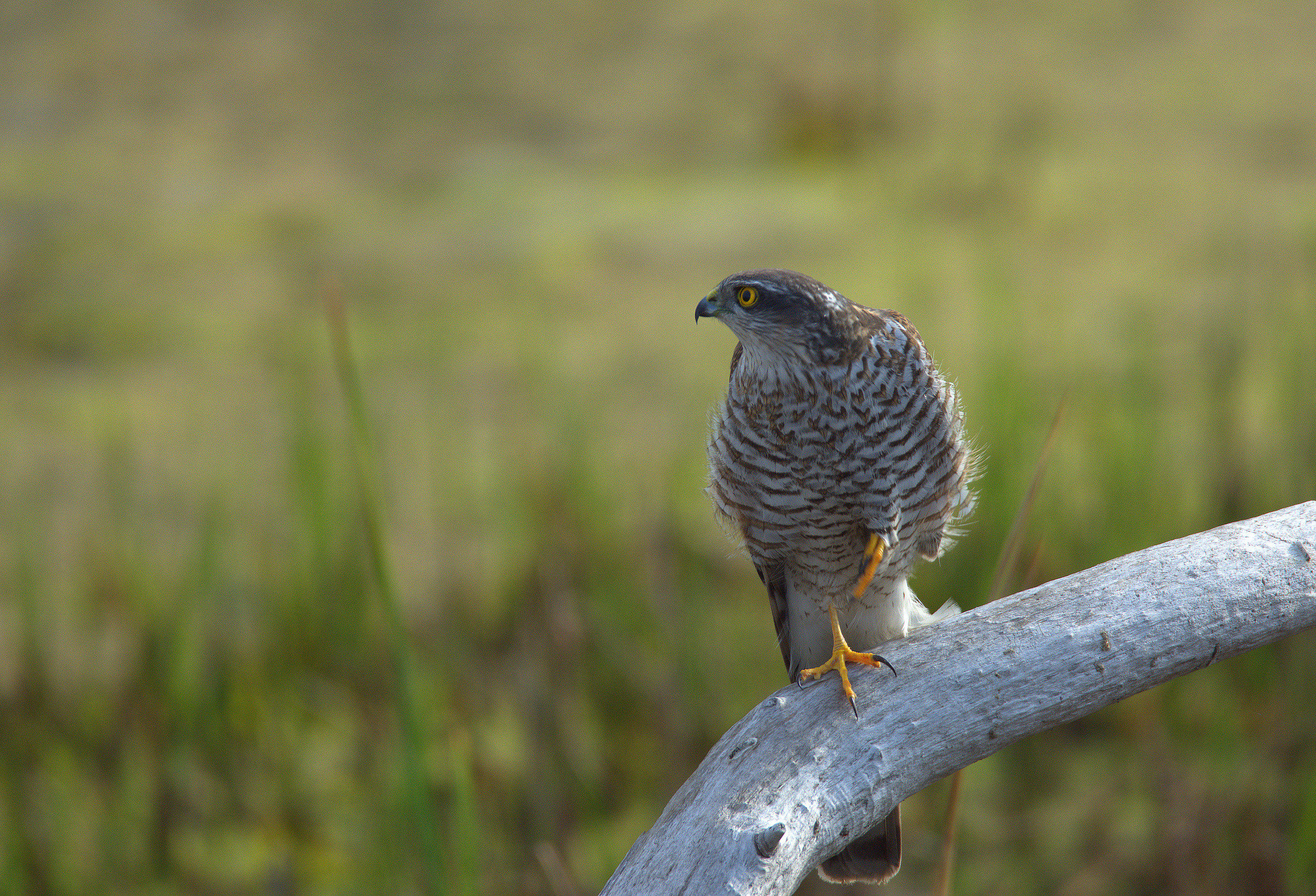 female sparrow hawk