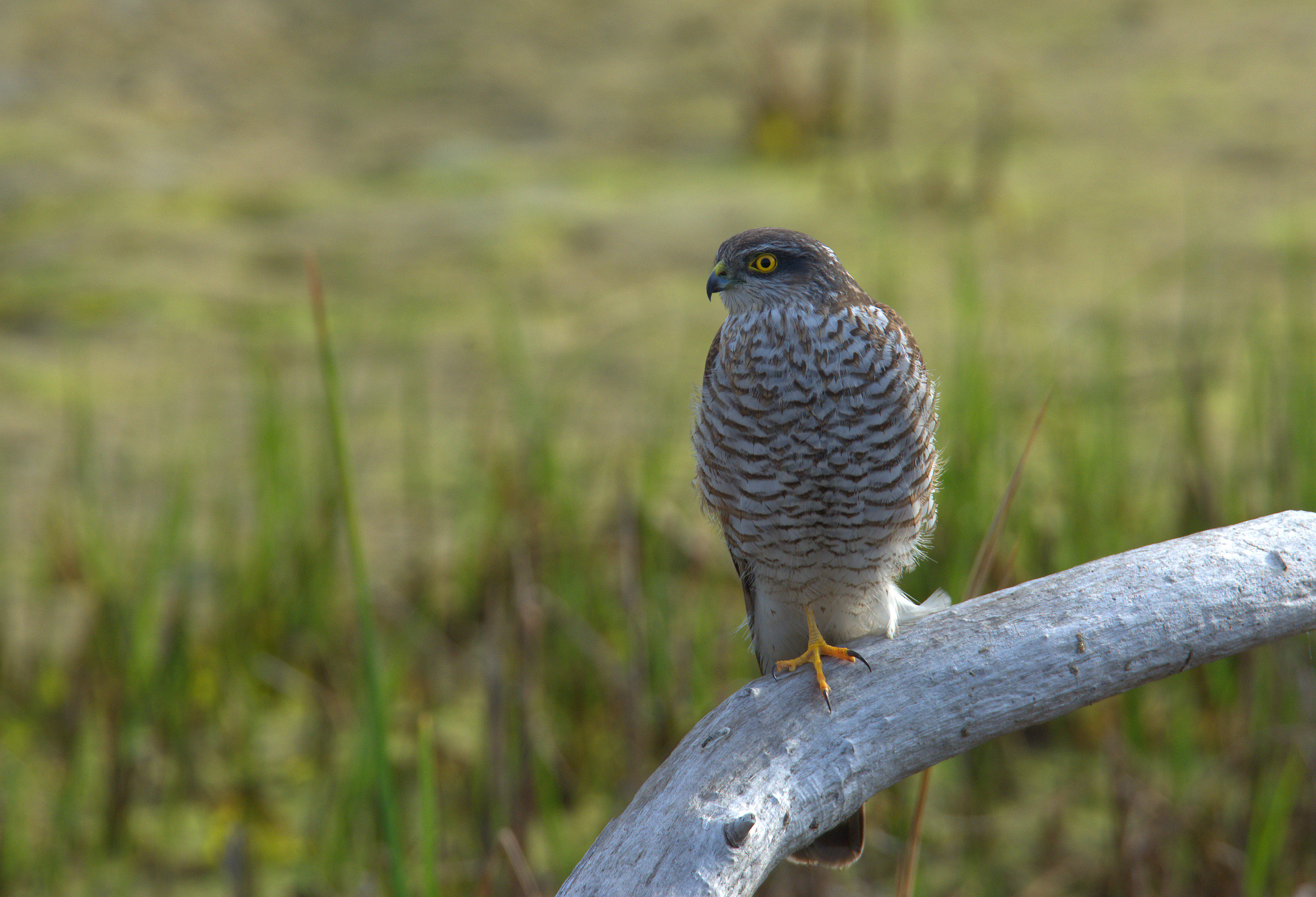 female sparrow hawk