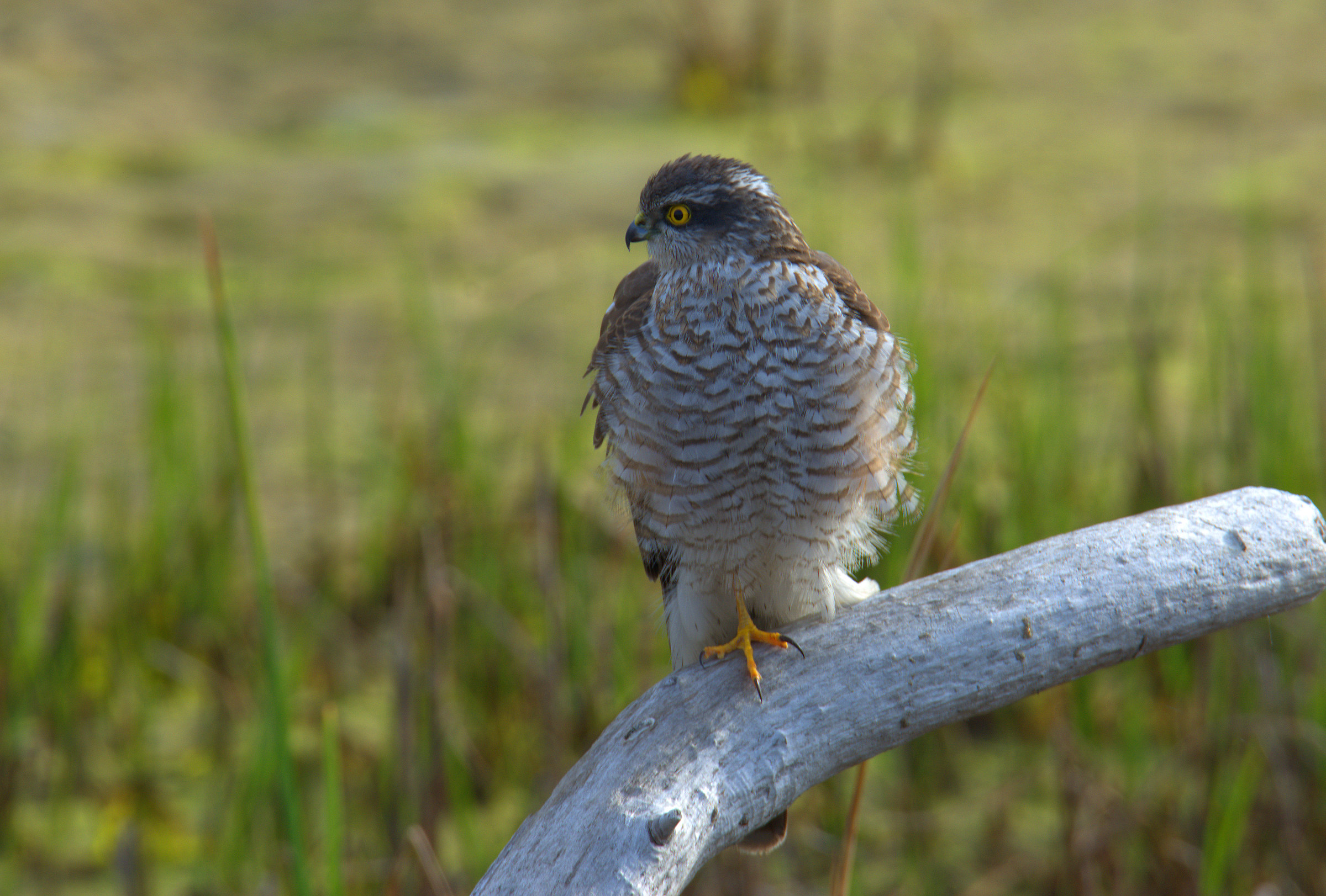 female sparrow hawk