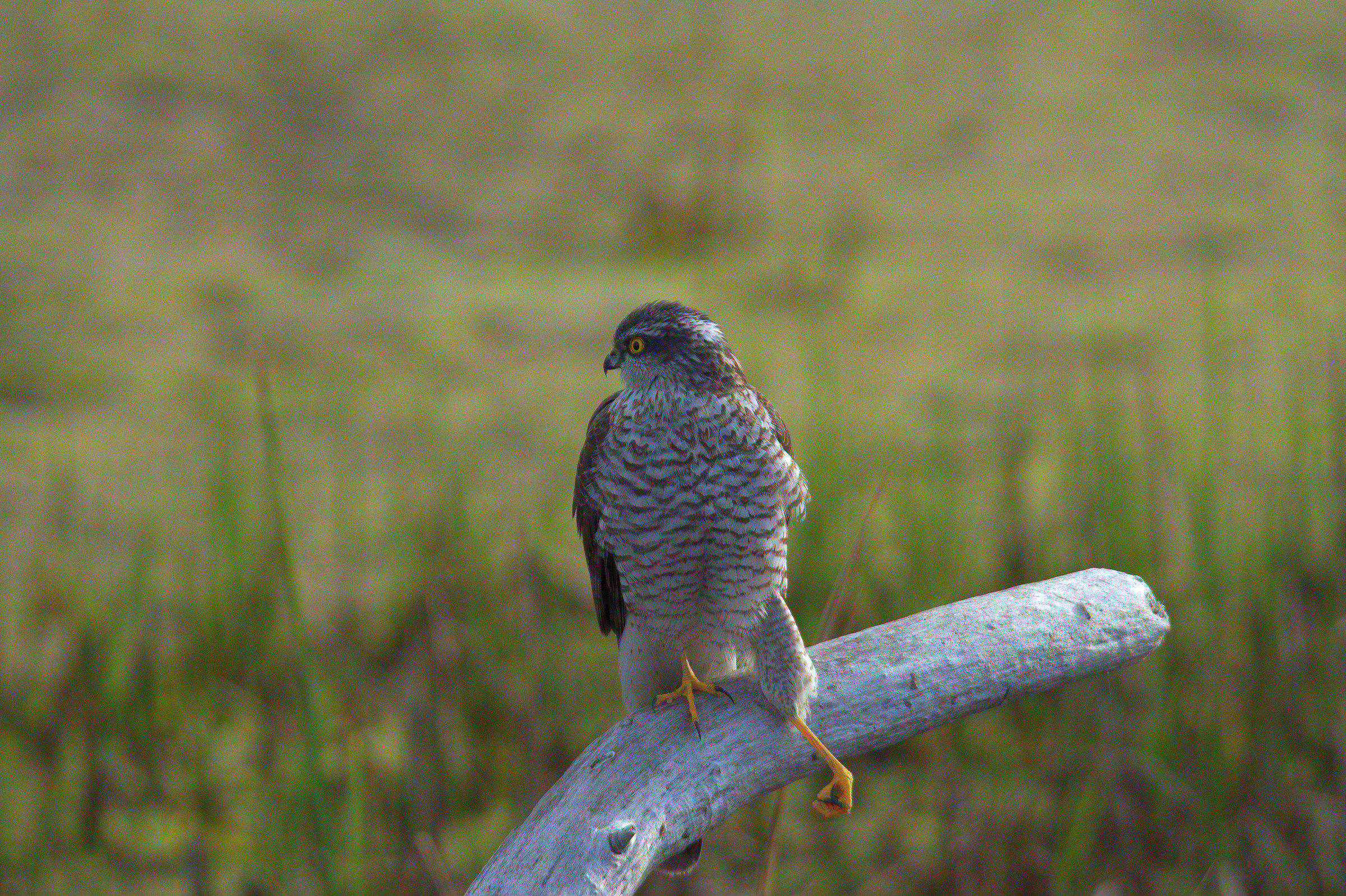 female sparrow hawk