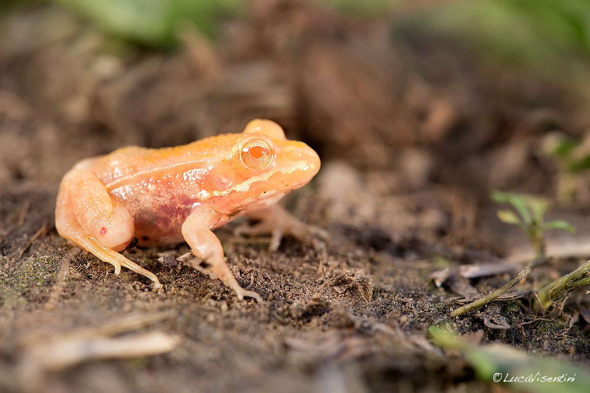 Pelophylax kl. esculentus (albinismo)