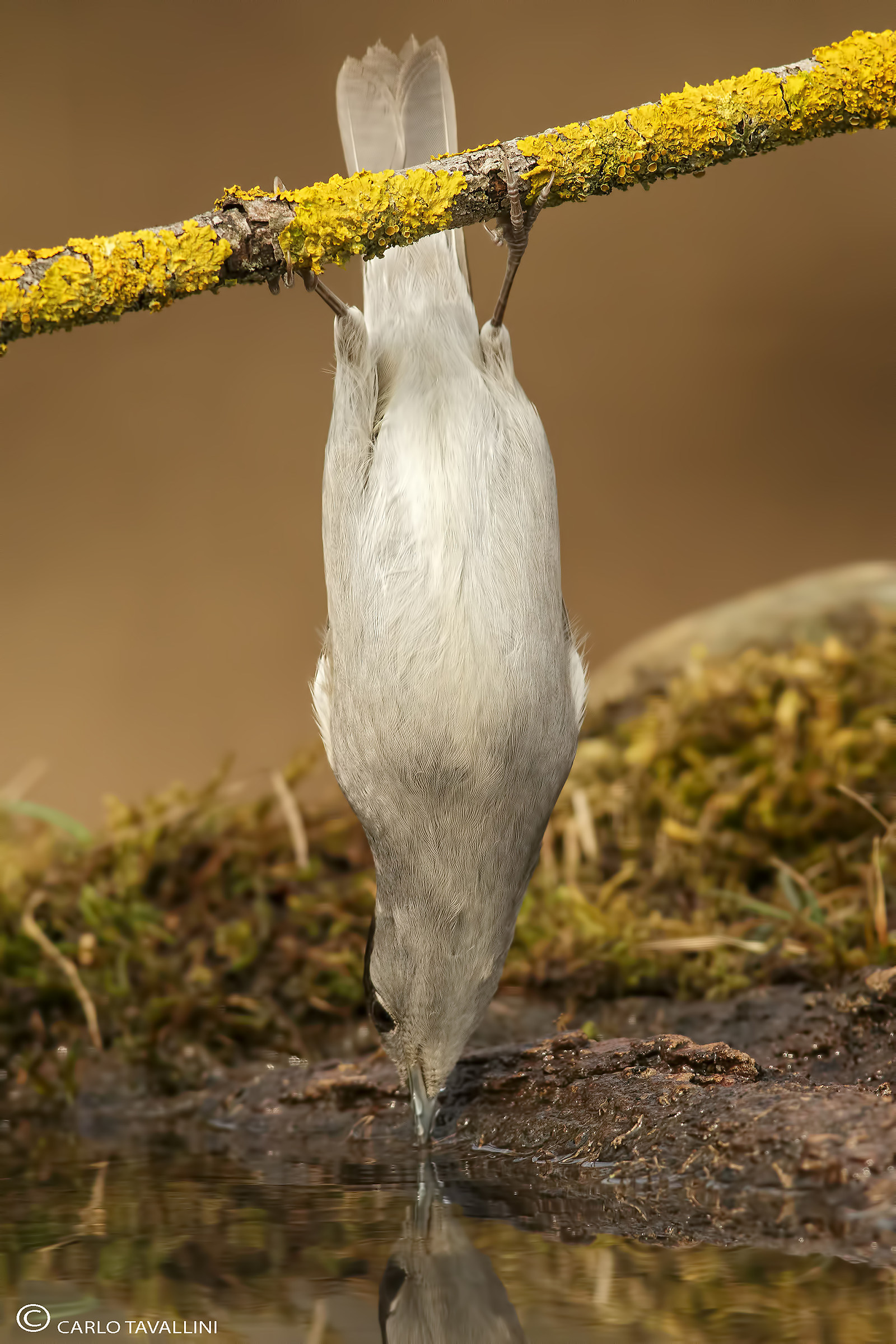 Uno strano modo di bere