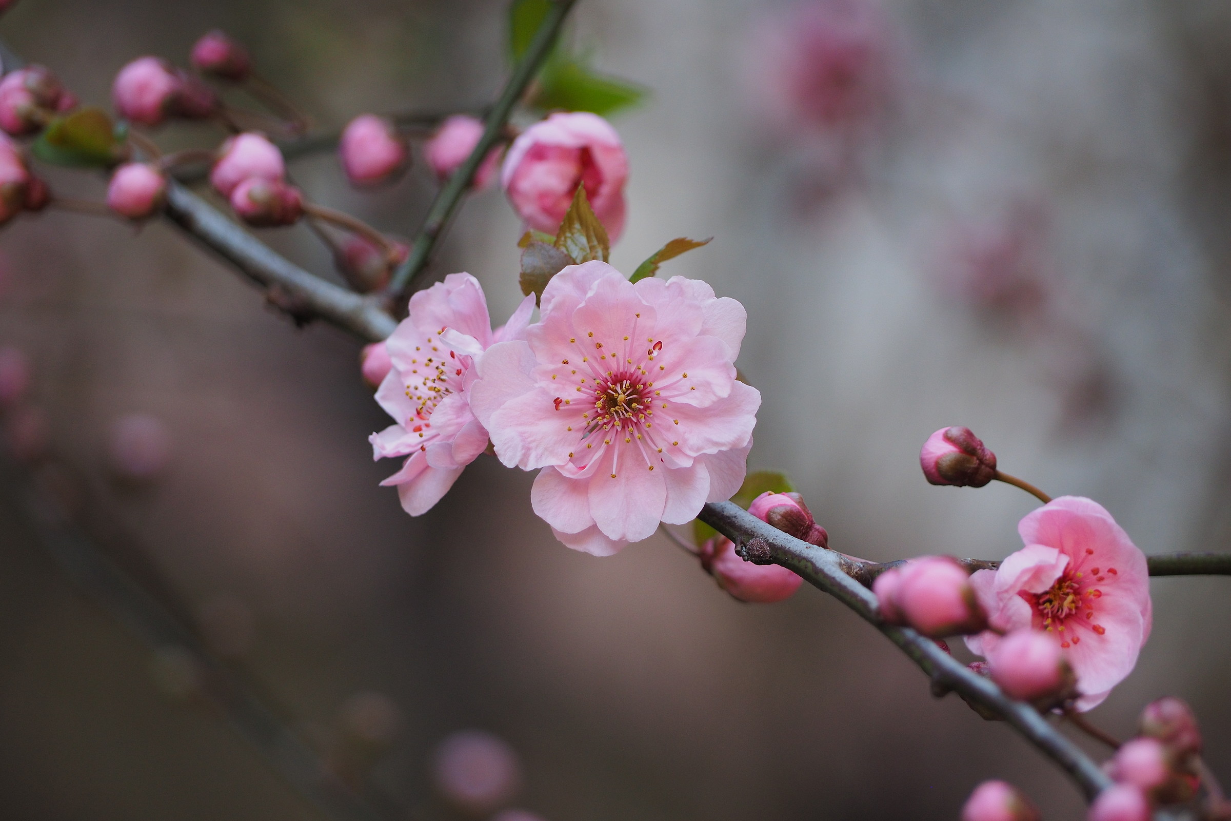 Spring in front of the house ....