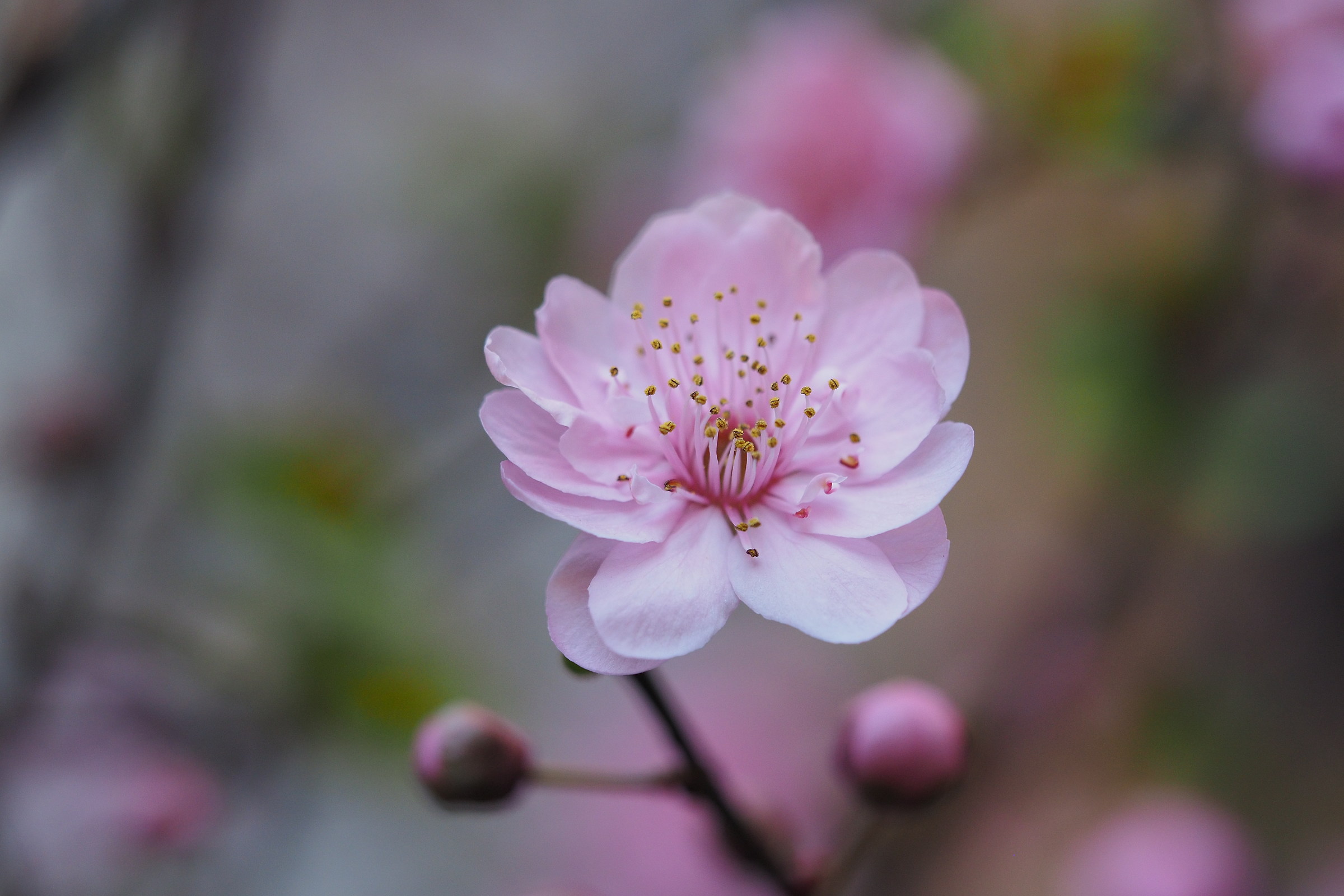 Spring close up view close ......