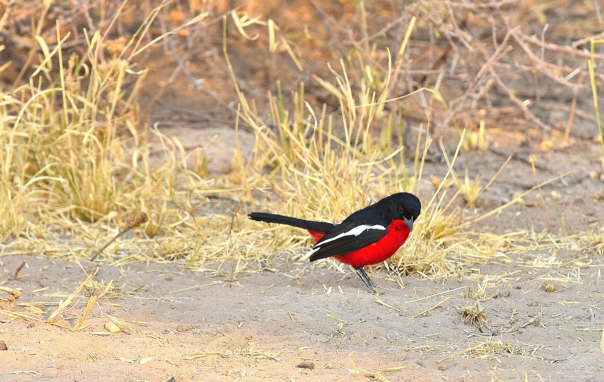 Averla dal petto rosso