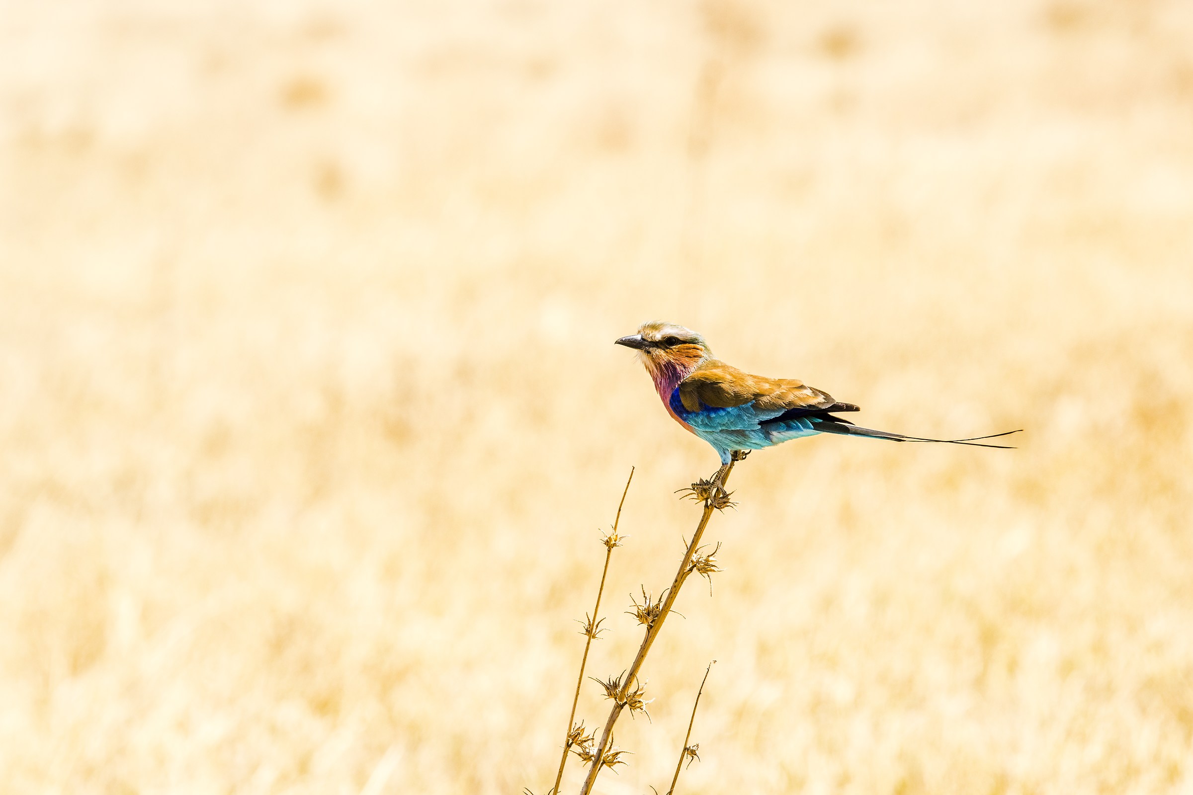 Ghiandaia pettolilla