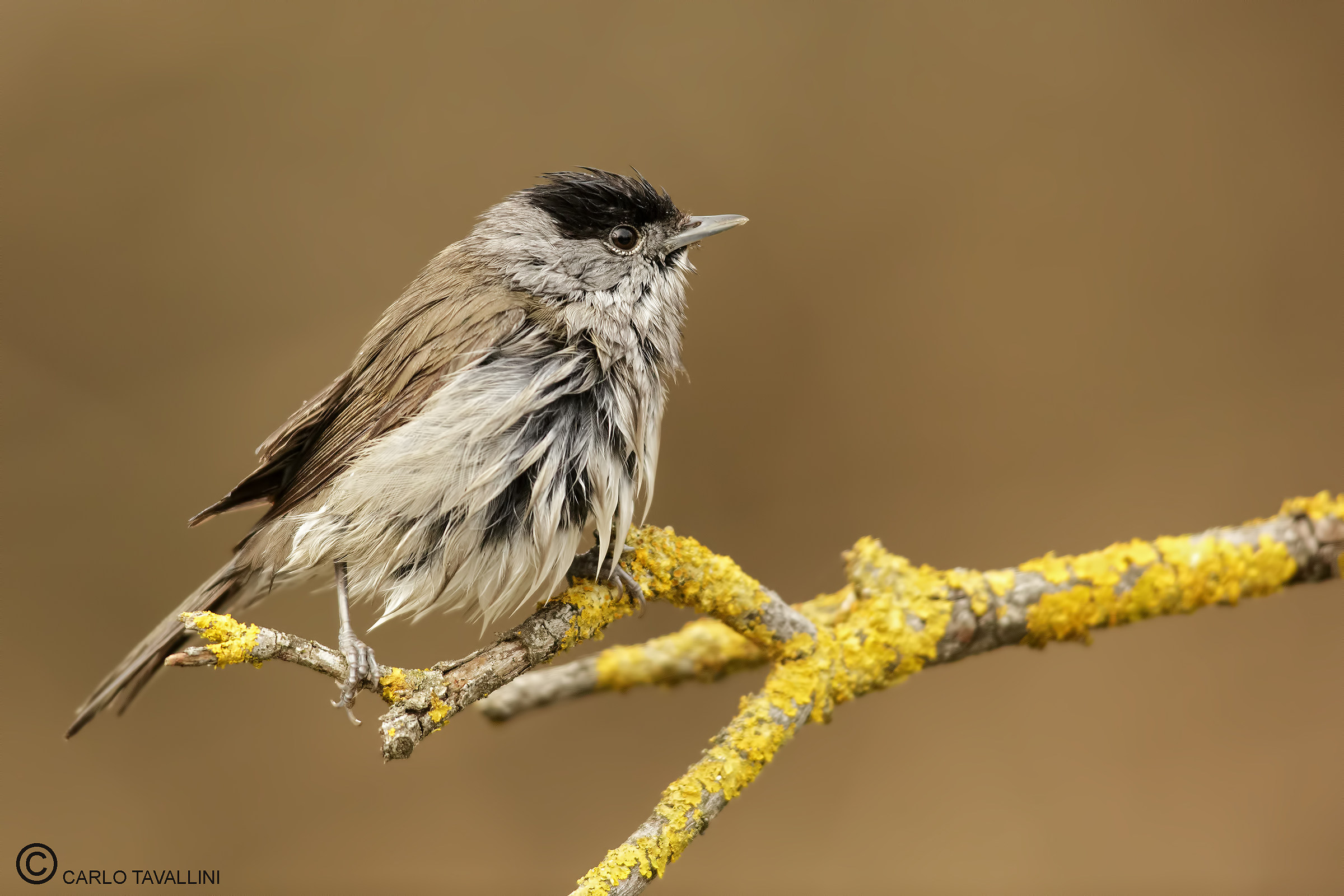 Capinera dopo il bagno