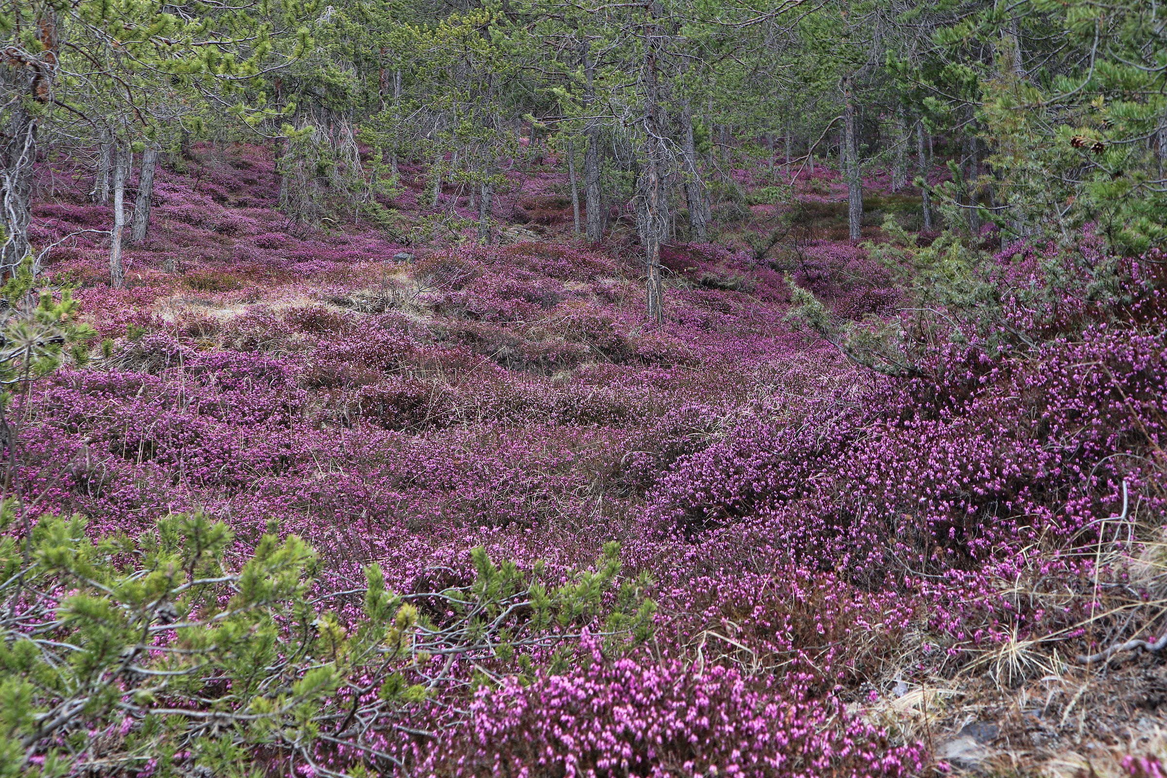 flowering of 'heather