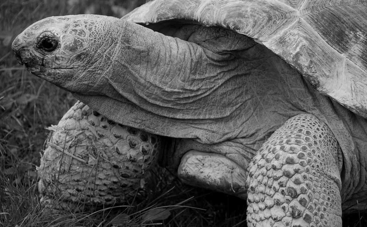 Zoo Lignano, turtles