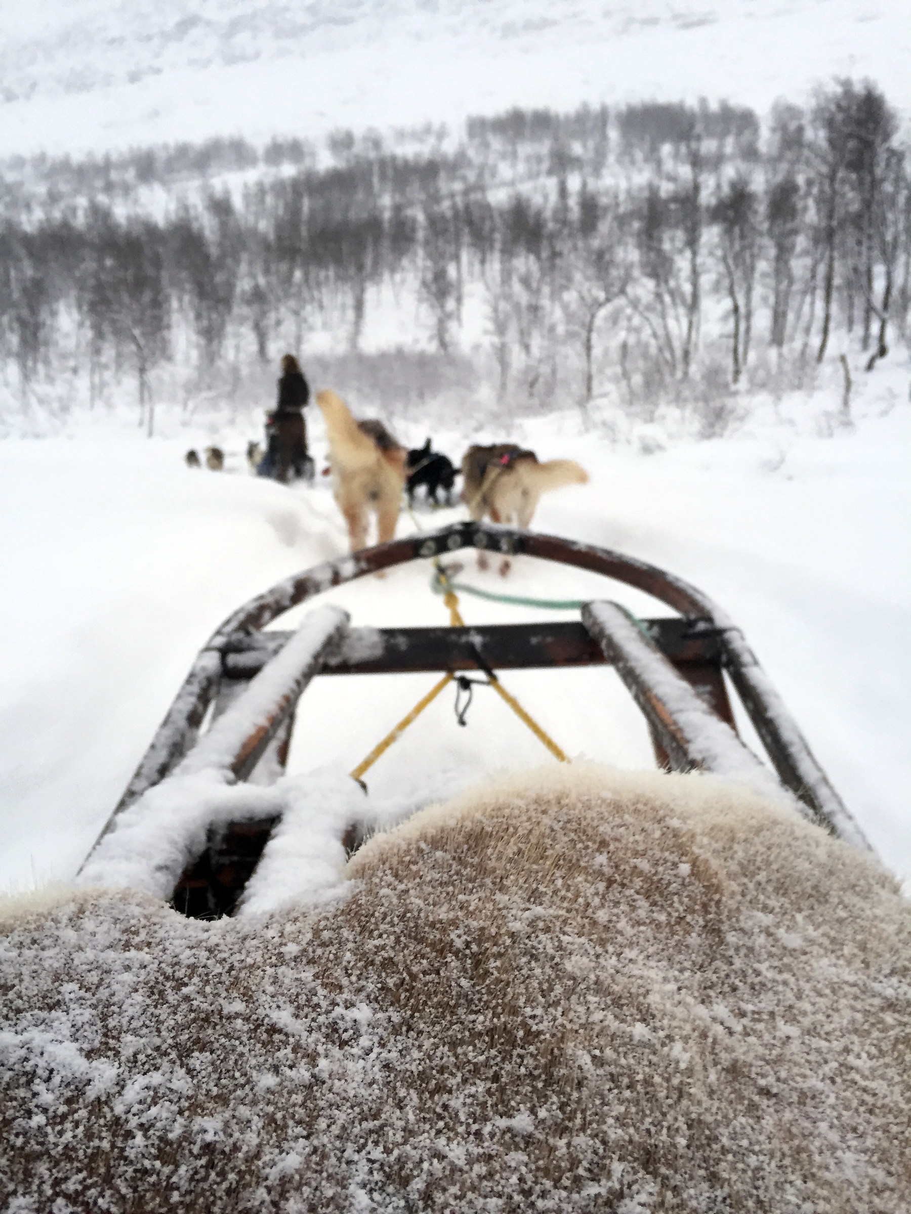 Dog sledding