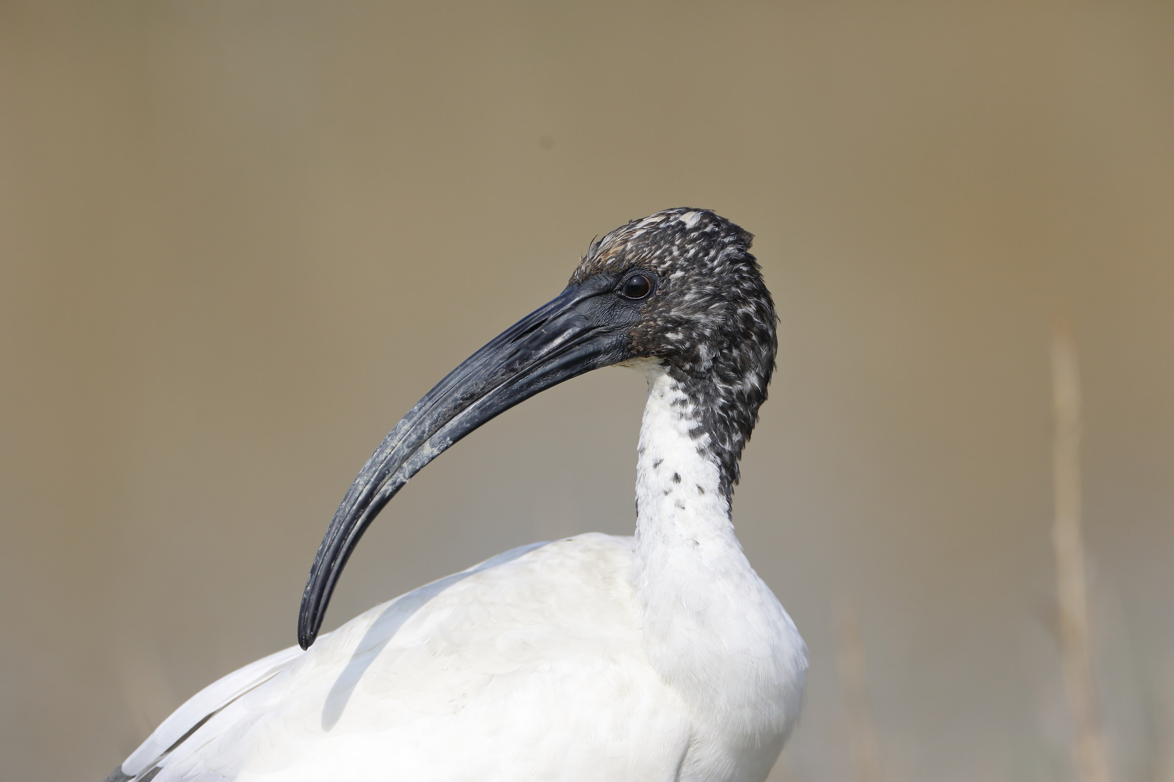 sacred ibis