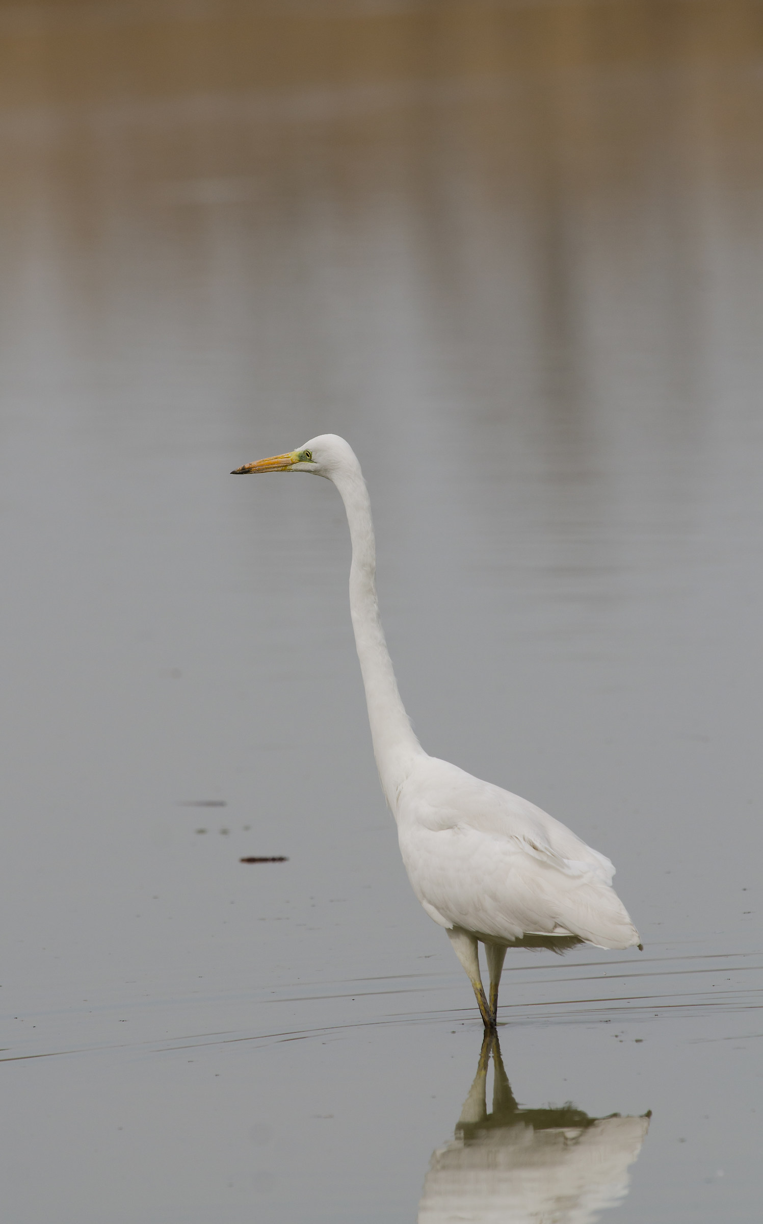 White Heron Maggiore