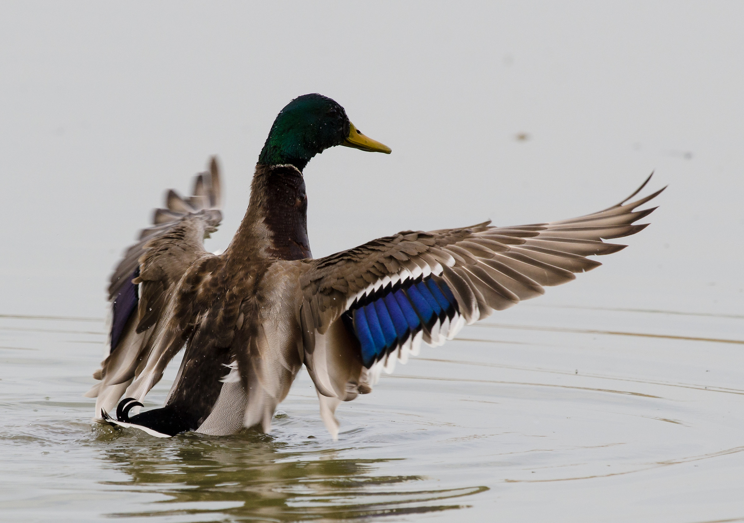 Mallard