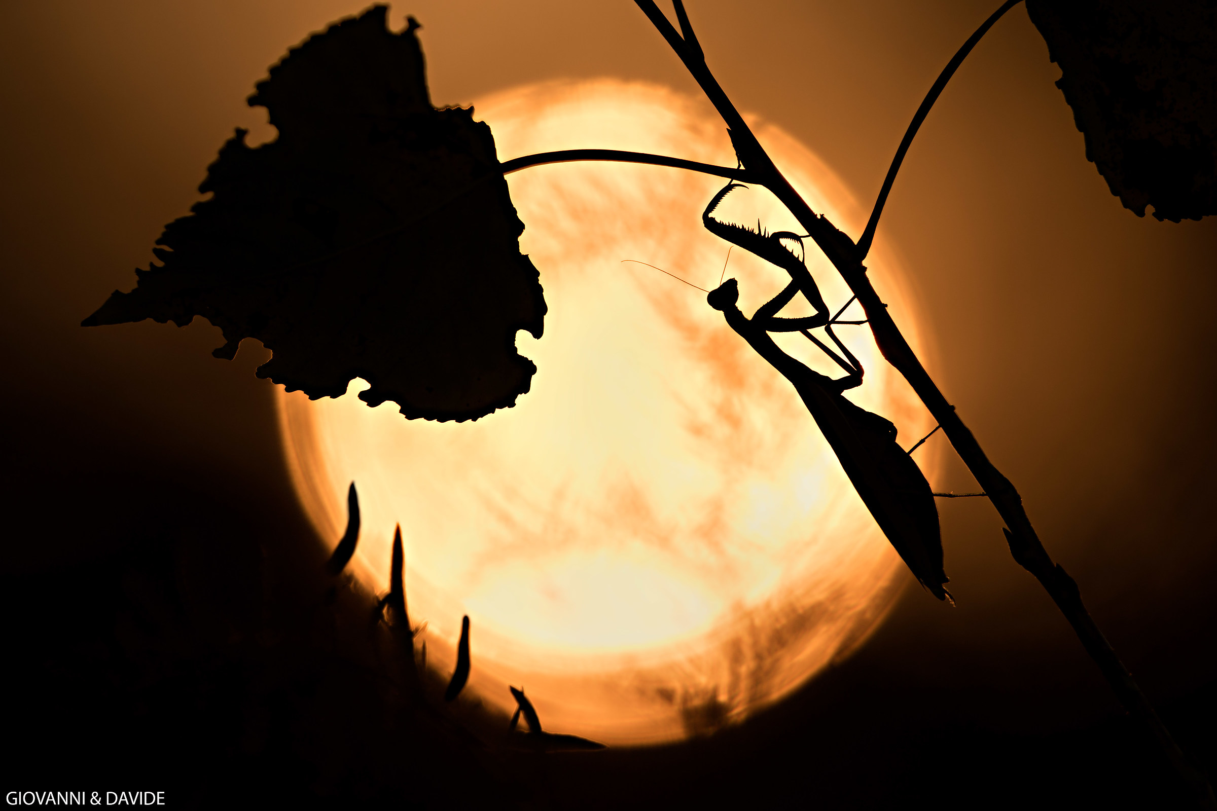 Mantis at sunset