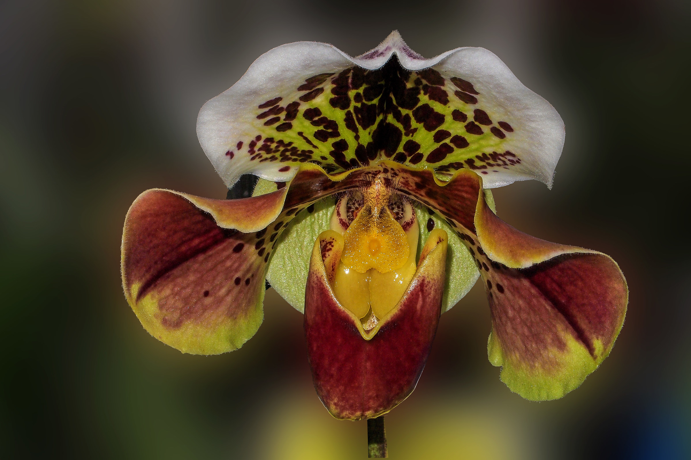 Paphiopedilum gratixianum