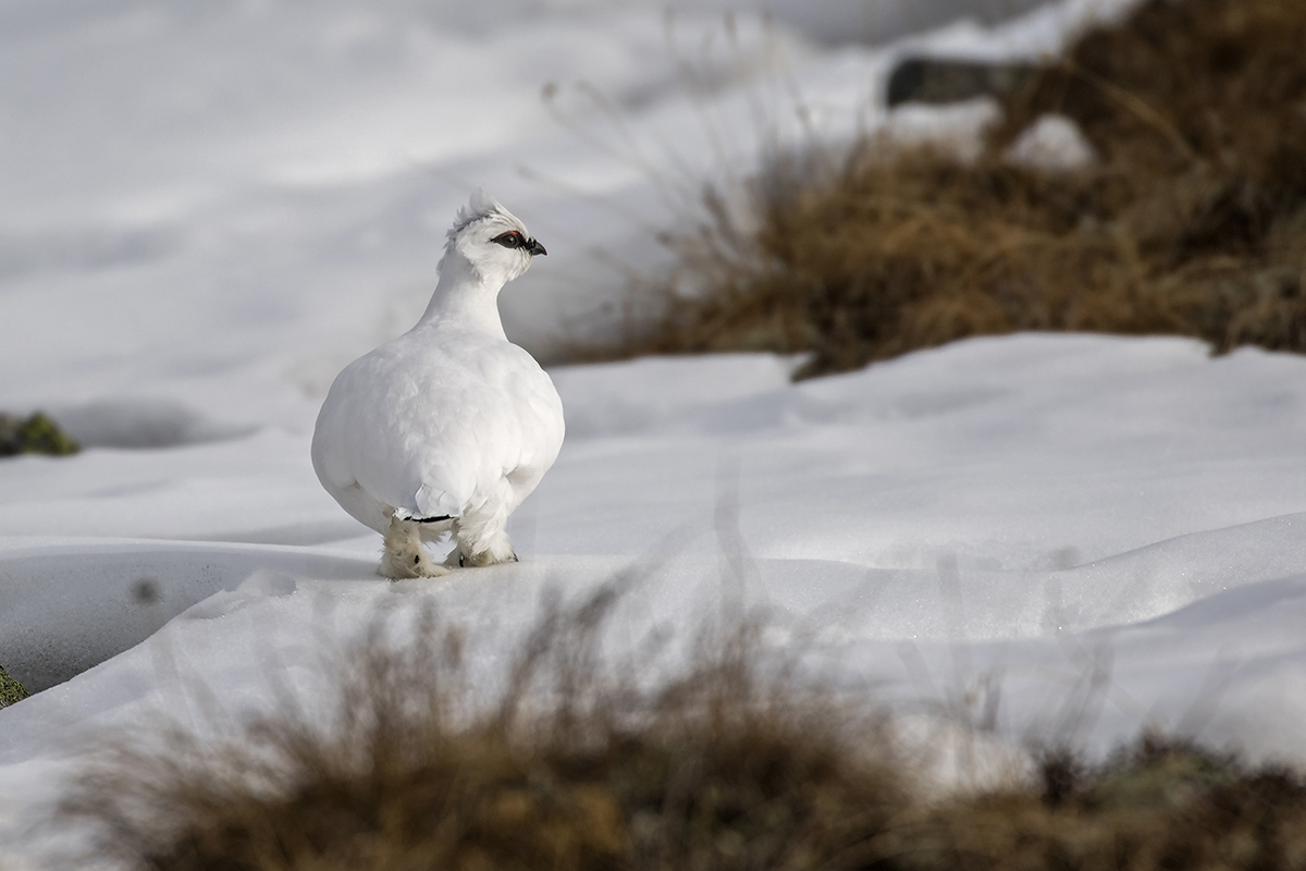 ptarmigan