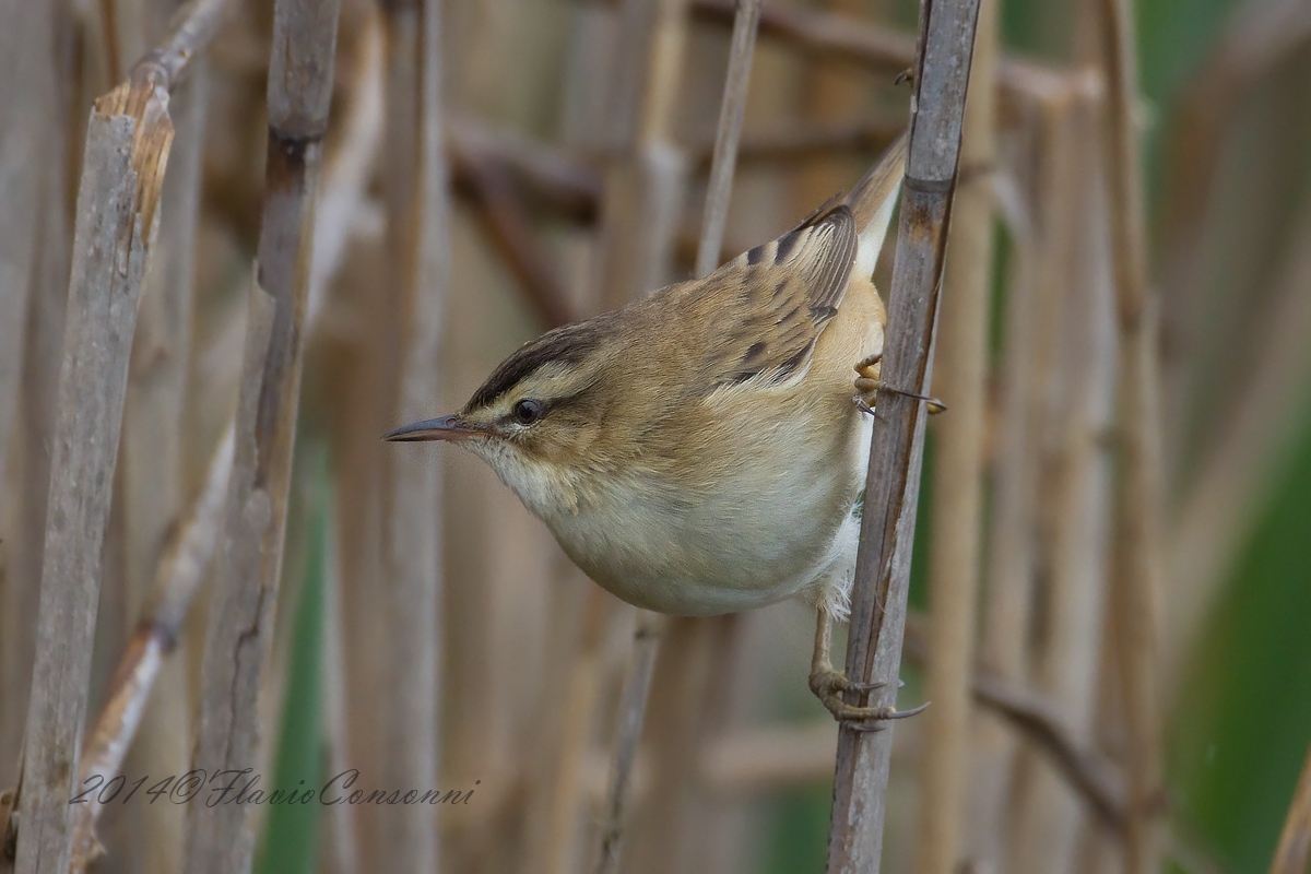 common Grasshopper Warbler