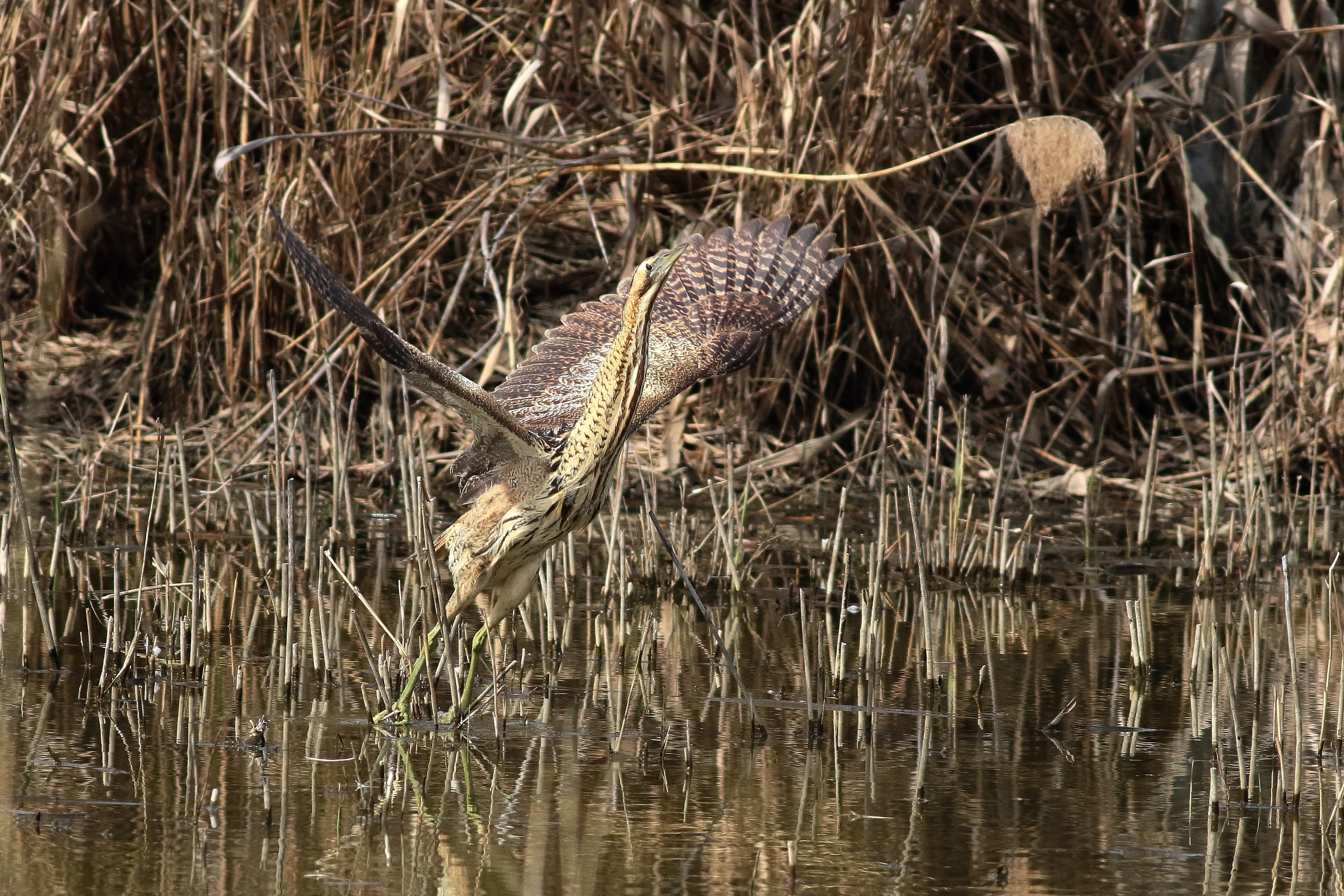 the detachment of the Bittern