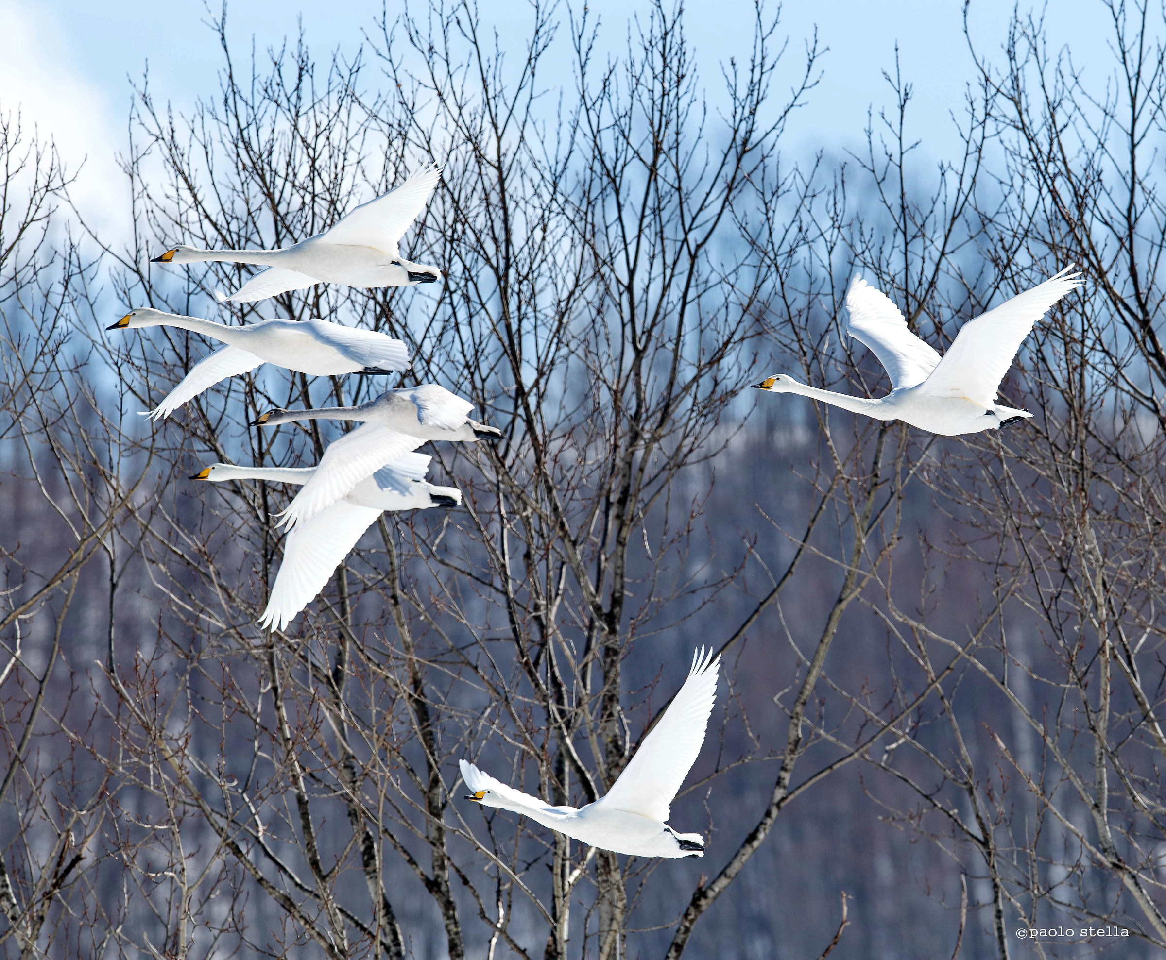 Whooper Swans