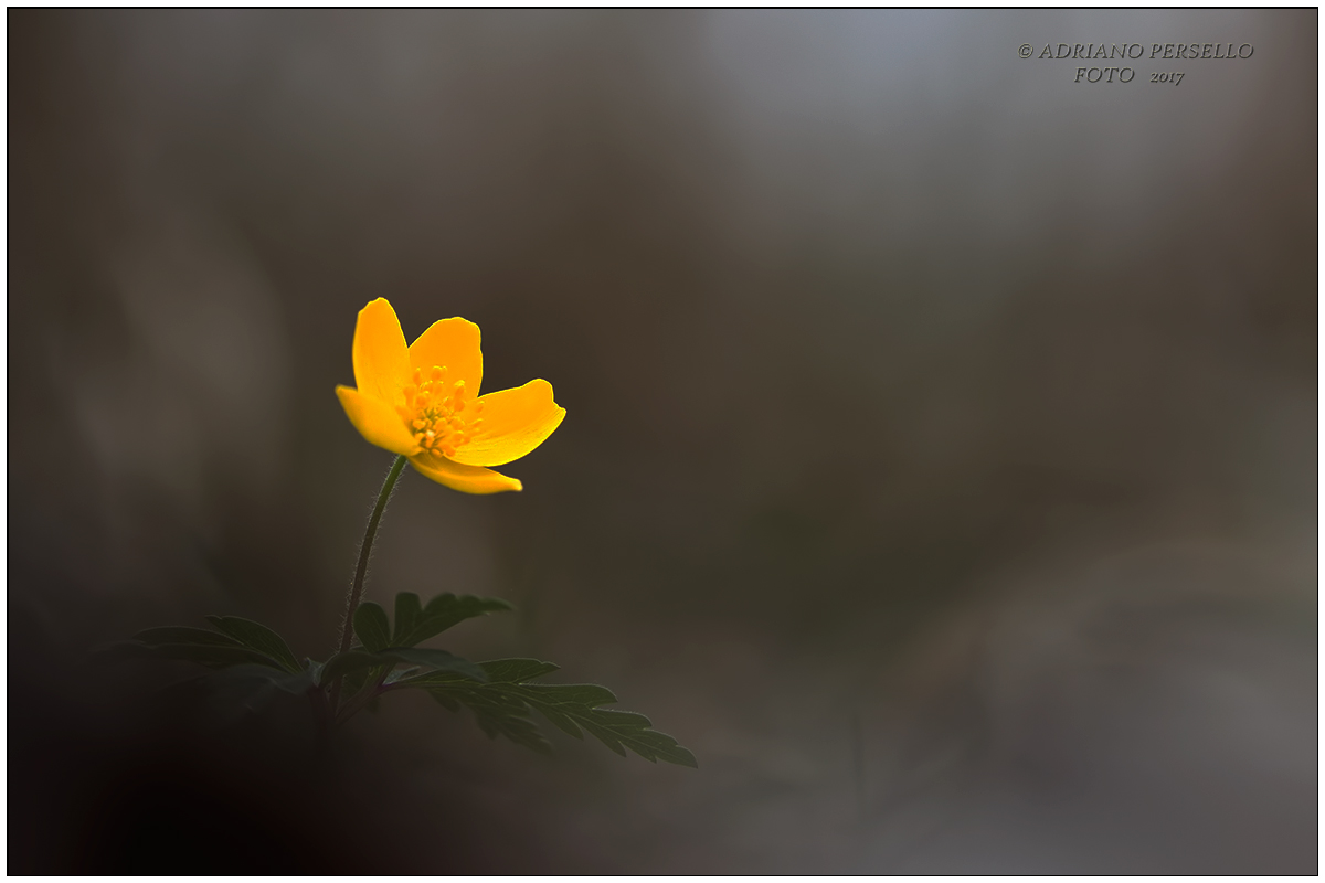 Anemone ranunculoides-yellow anemone