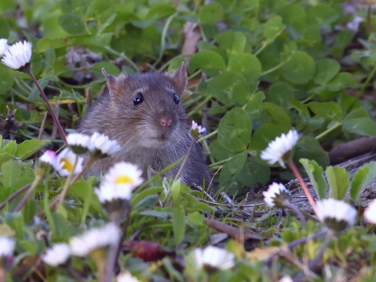 field mouse