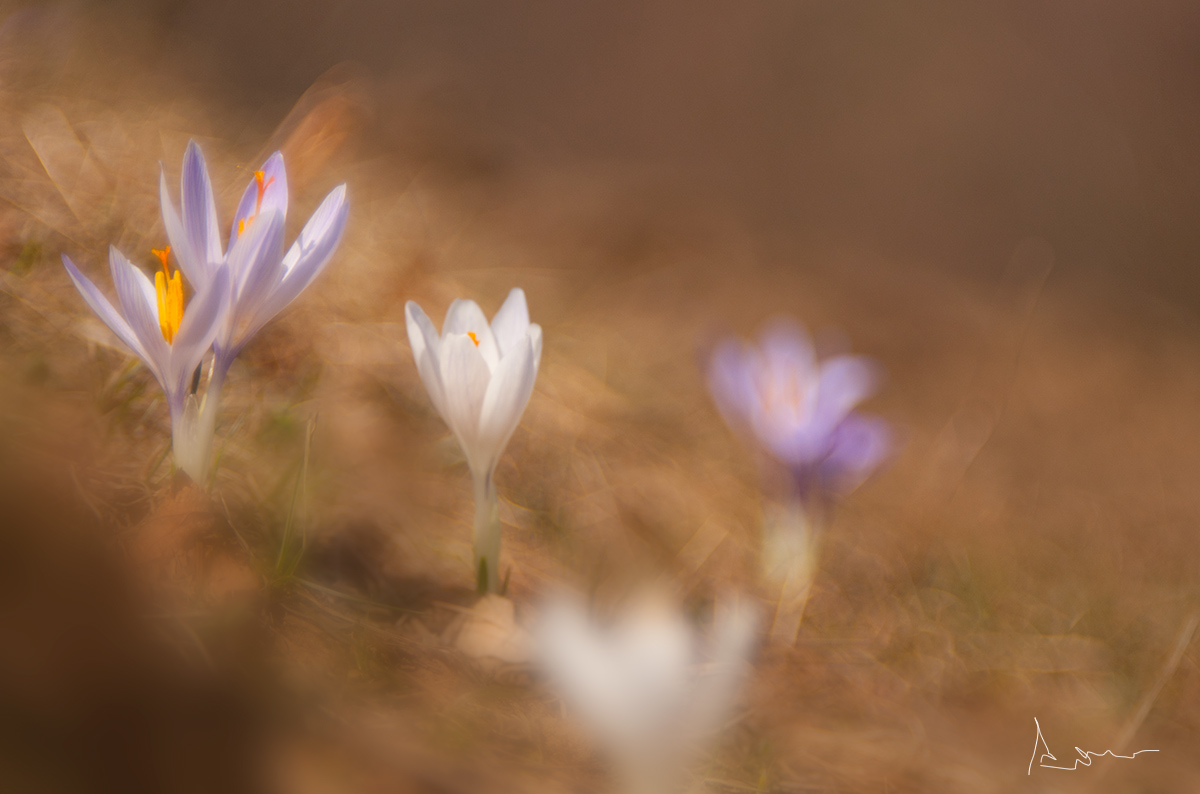 ..... 11 hours 30 minutes before the spring.