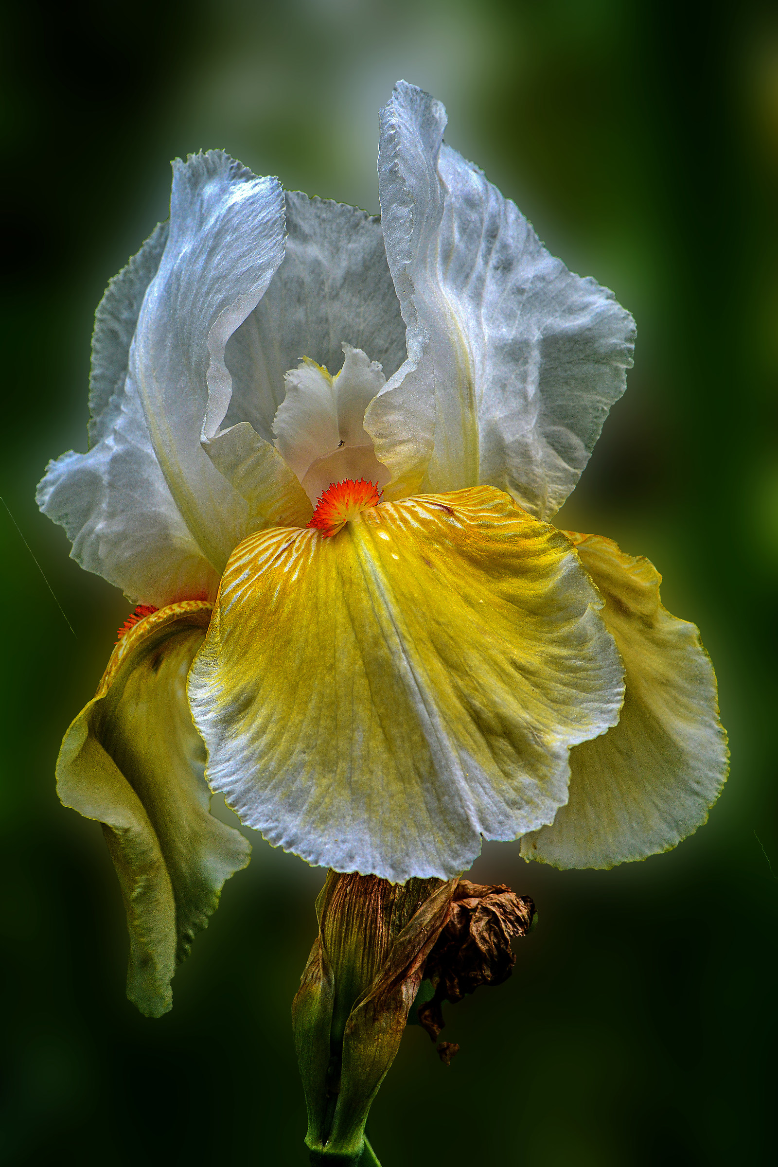 Iris florentina