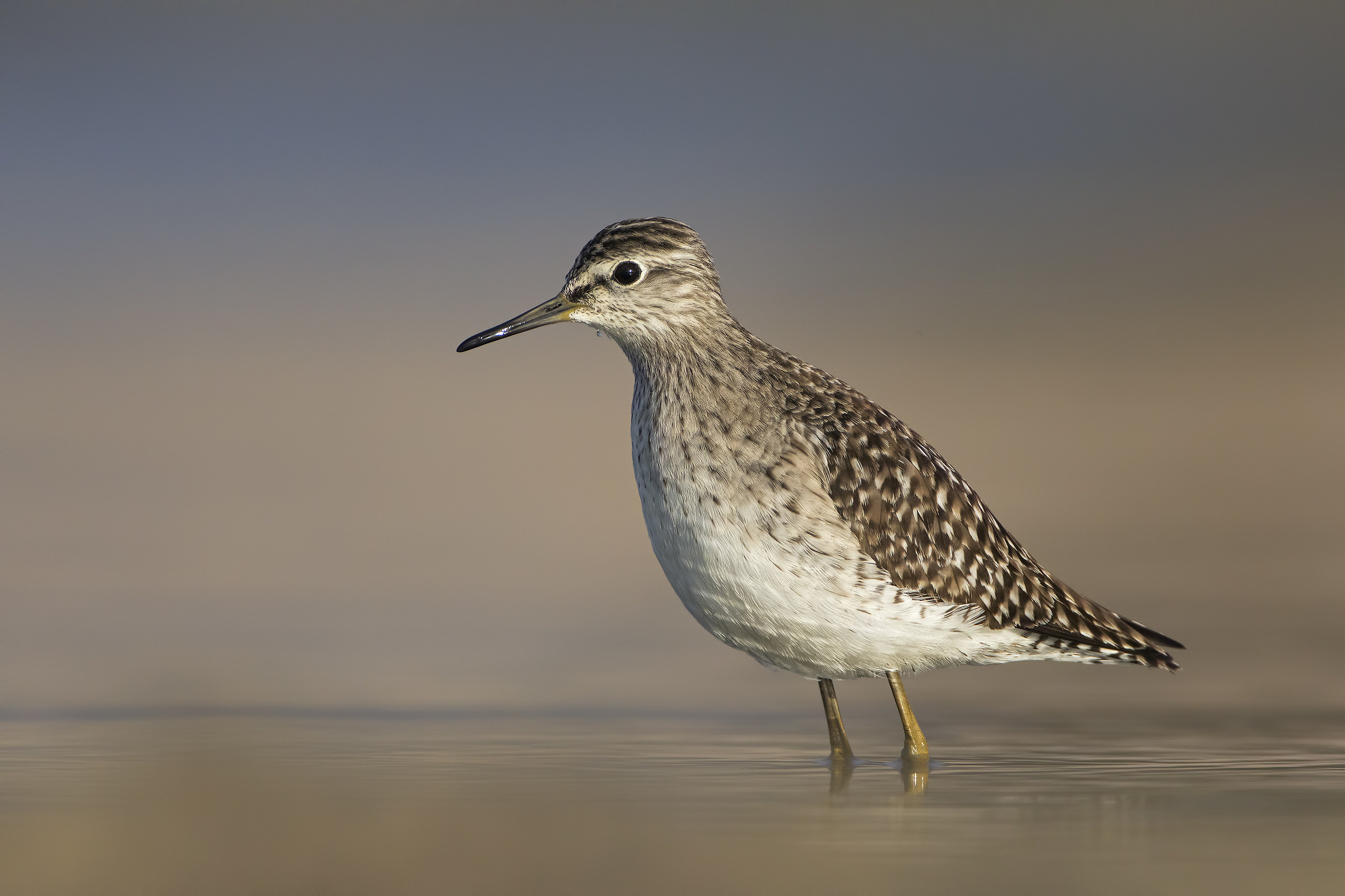 Wood Sandpiper