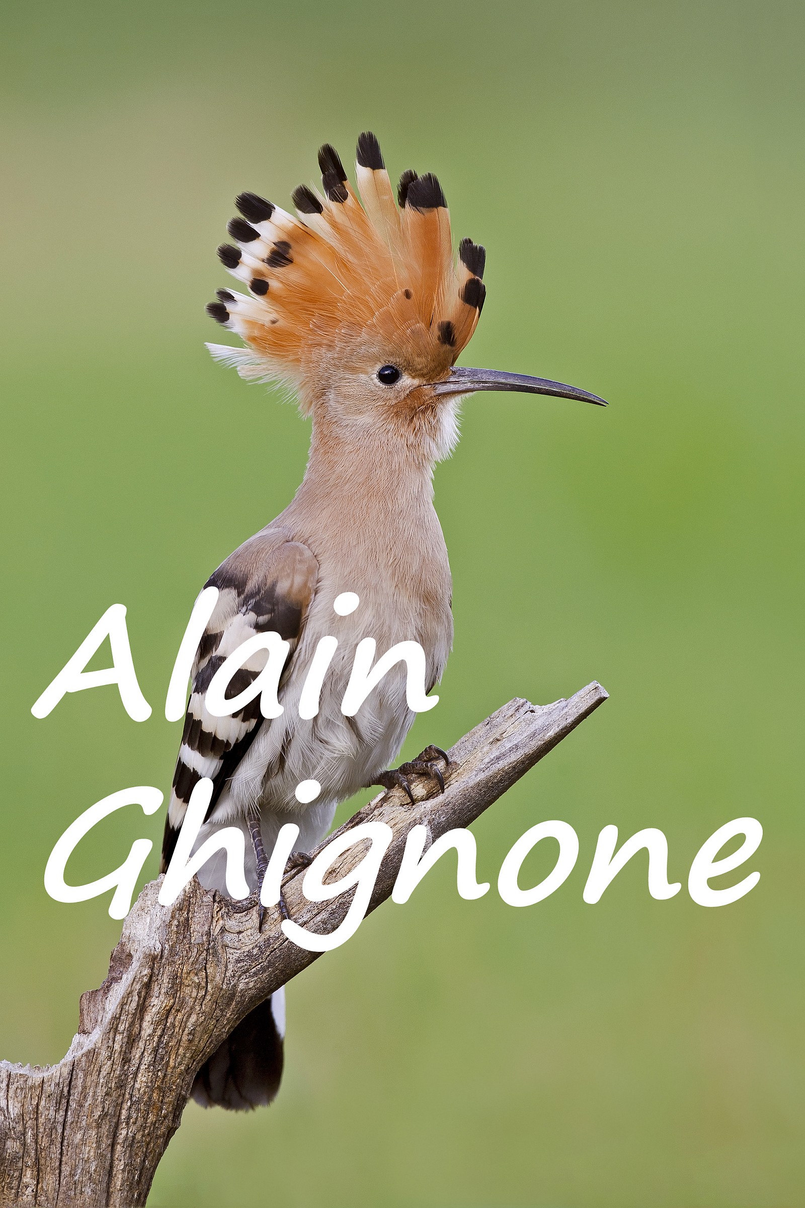 the closest, the most beautiful