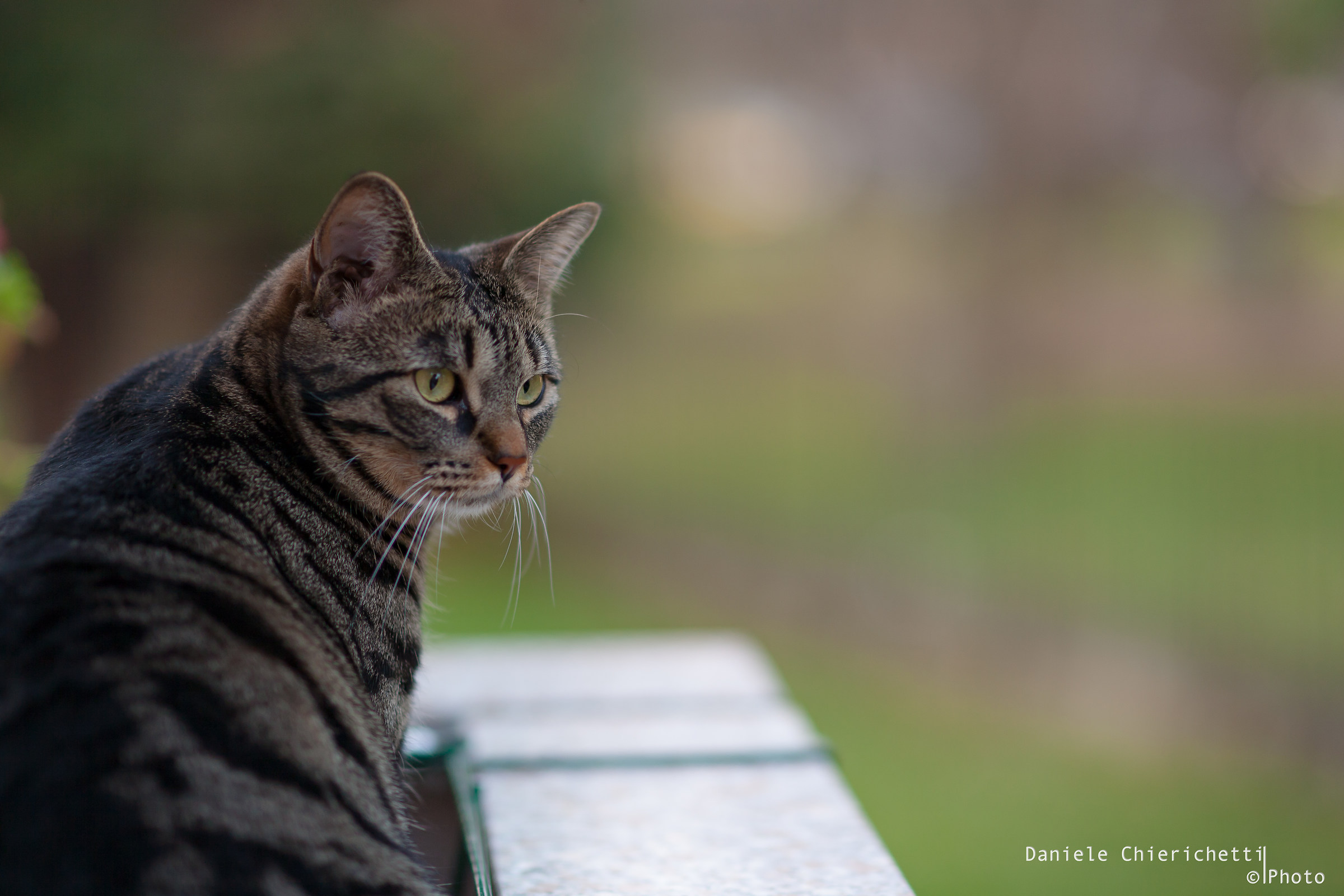 Ruth (Test Samyang 85mm f / 1.4)