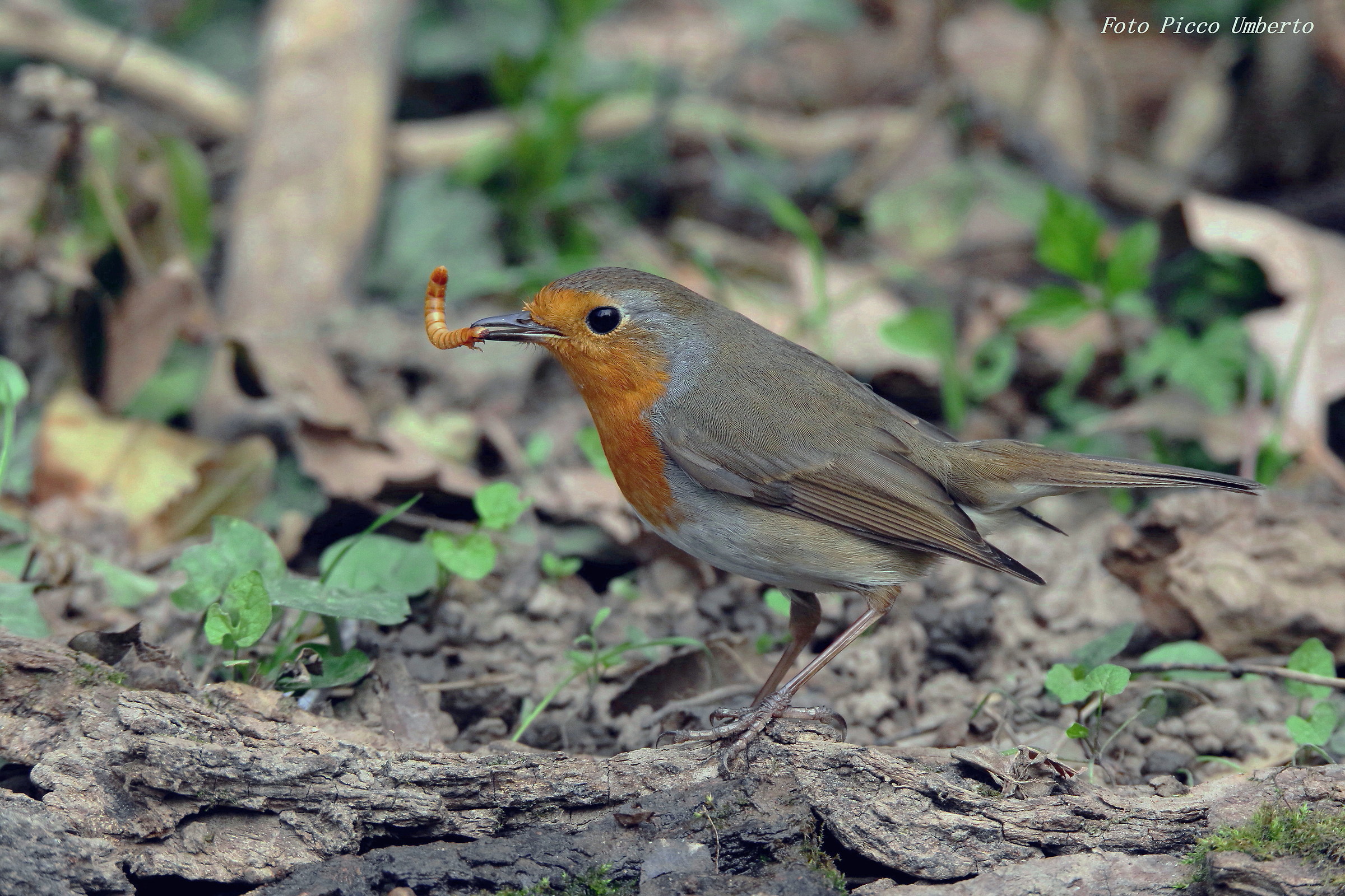 robin with moth
