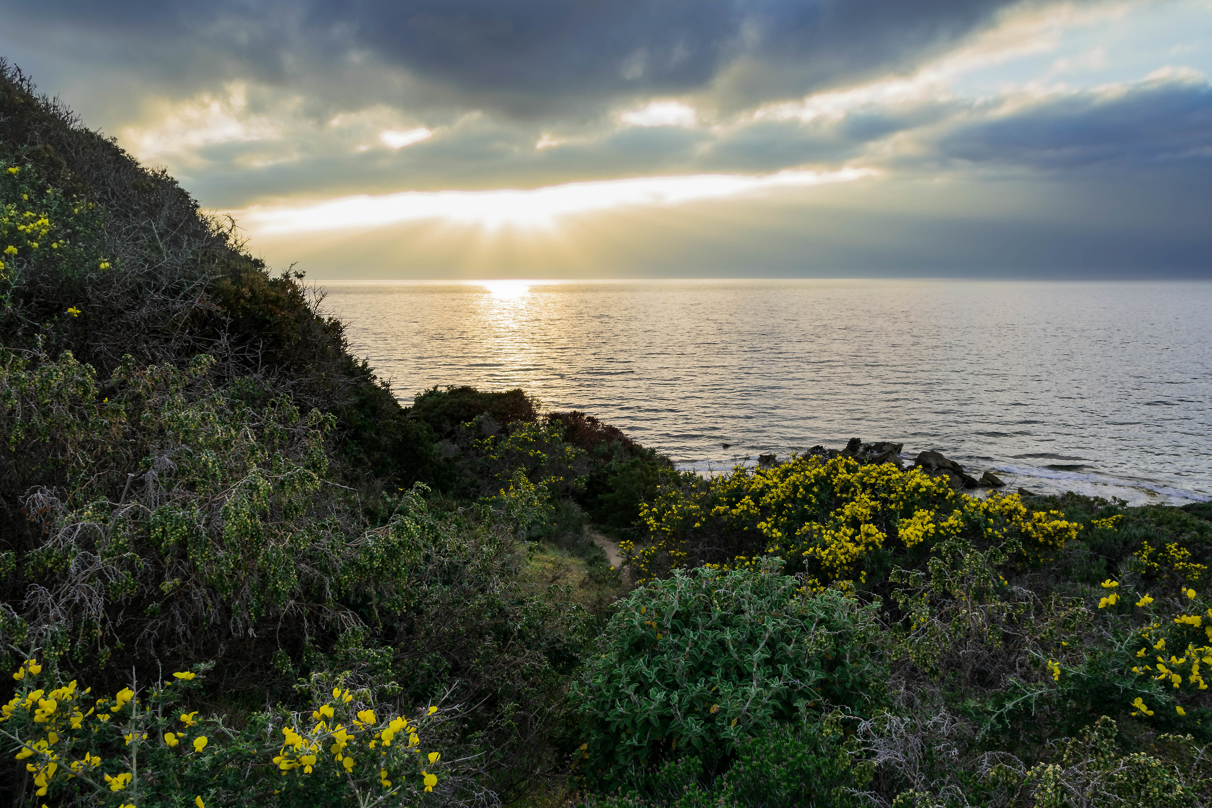 Inizia a fiorire qualcosa