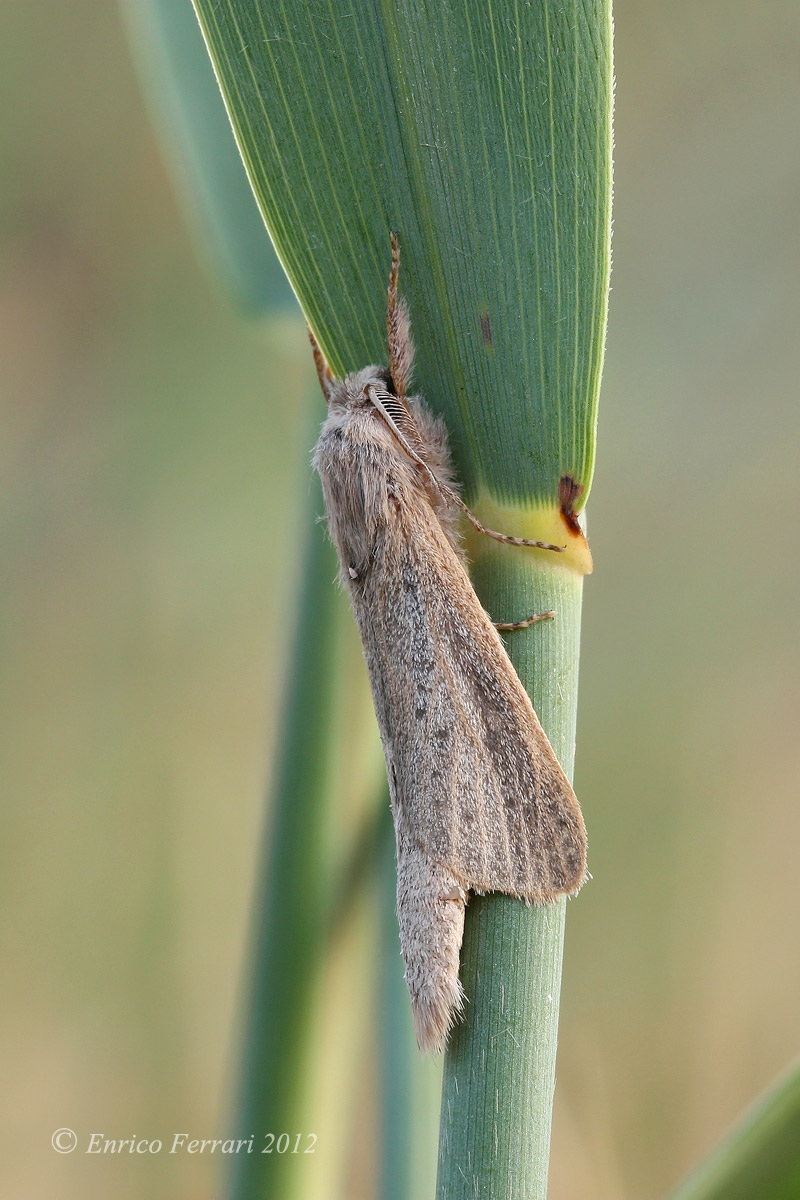Phragmataecia castaneae