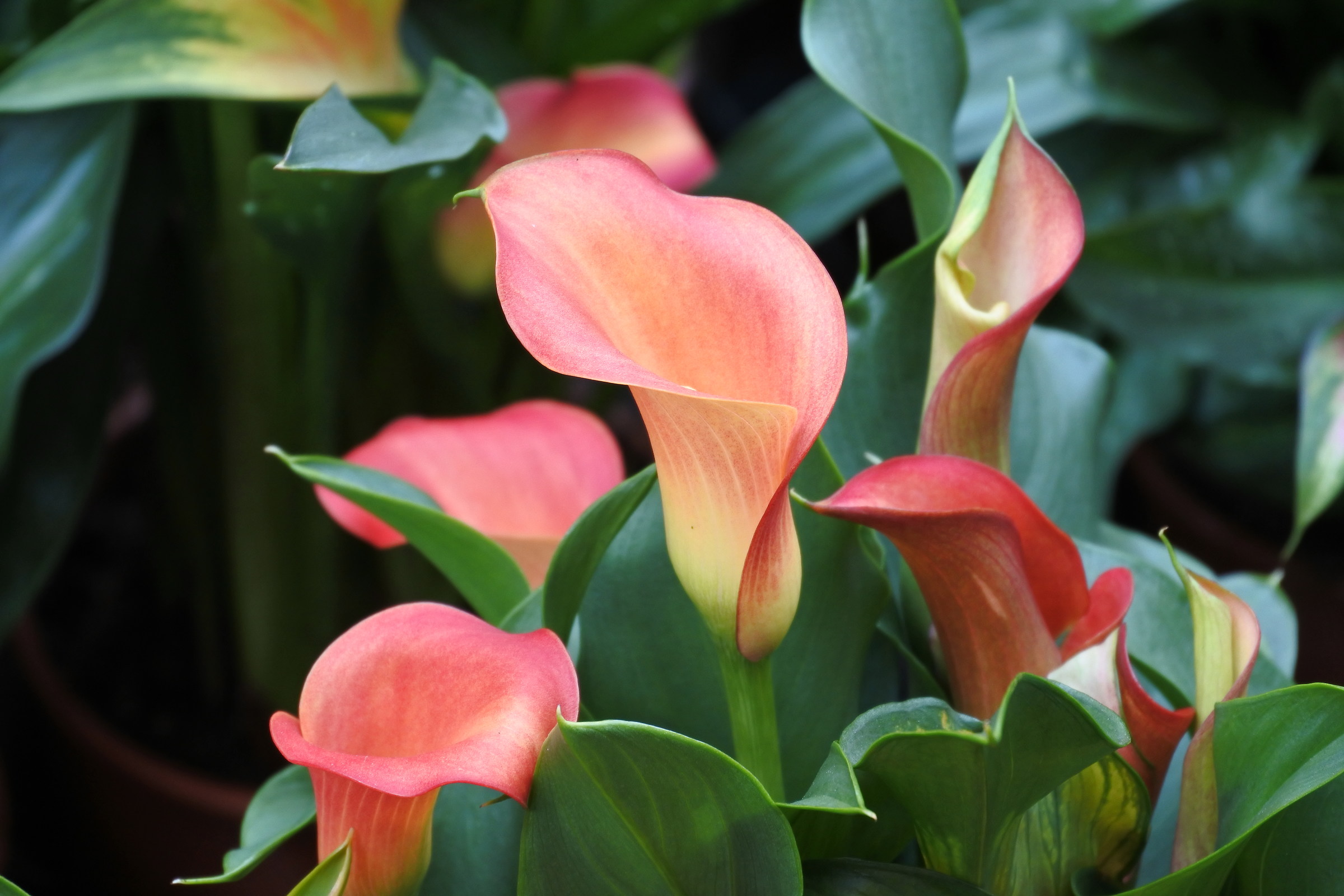 Calla giallorossa