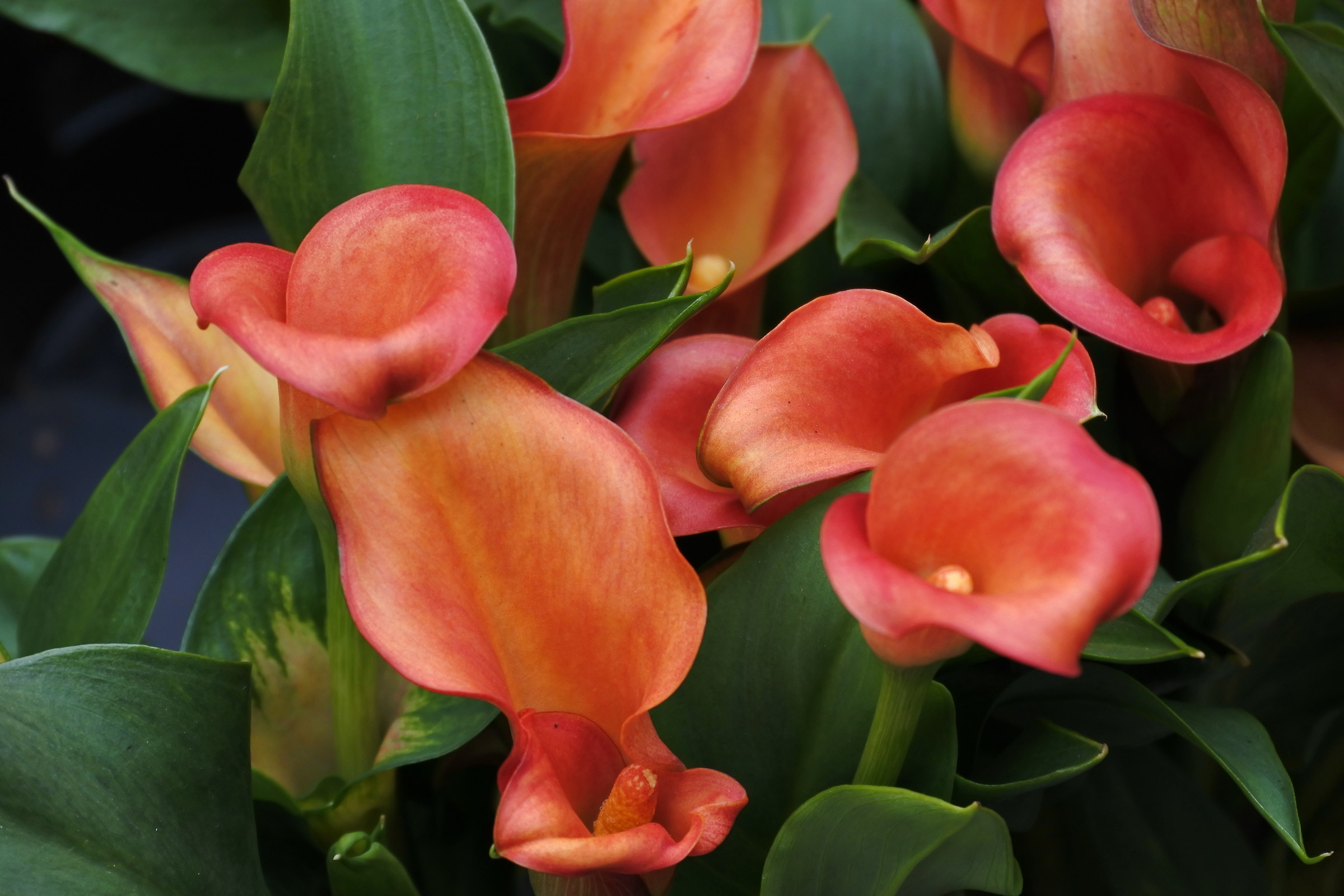 Calla rossa