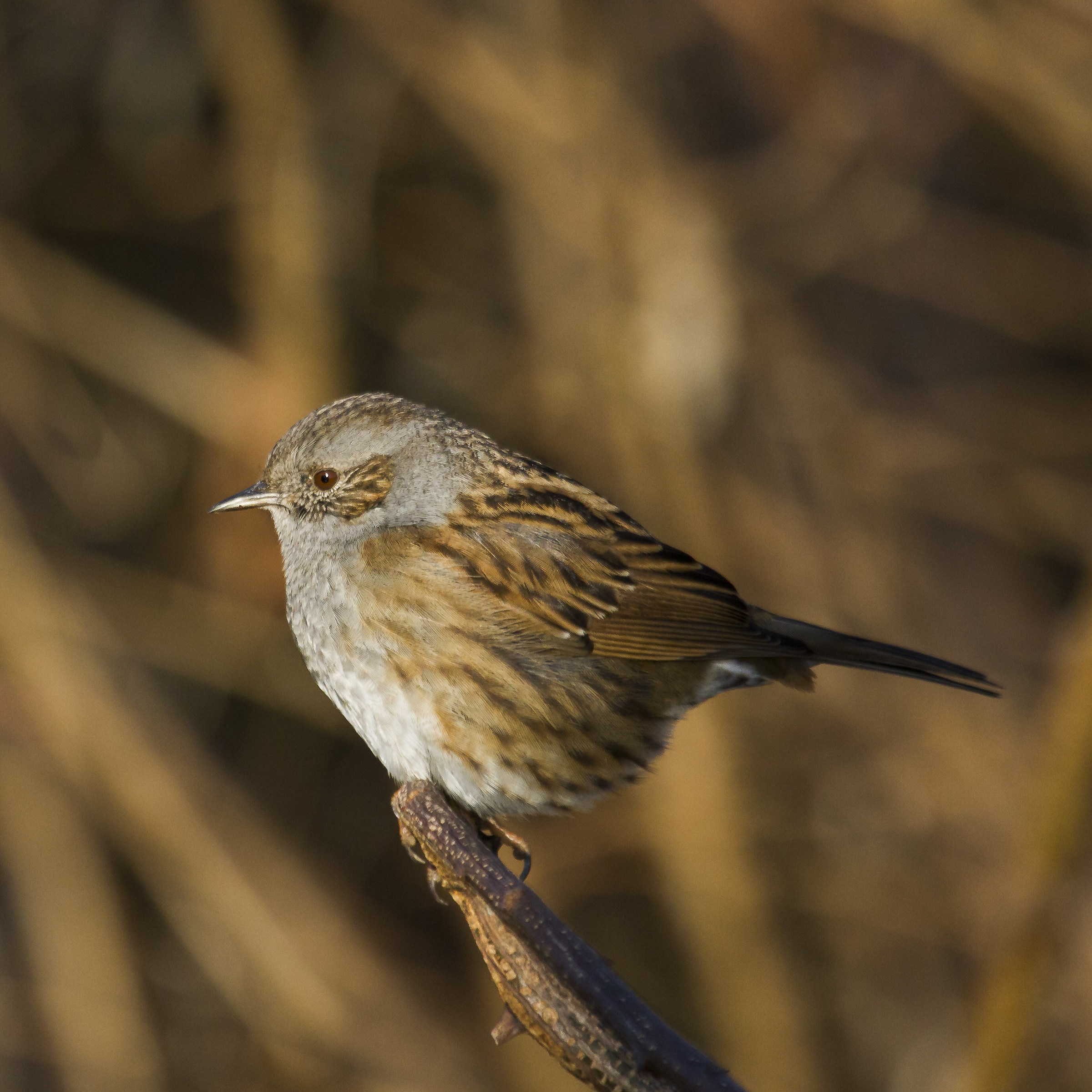 dunnock