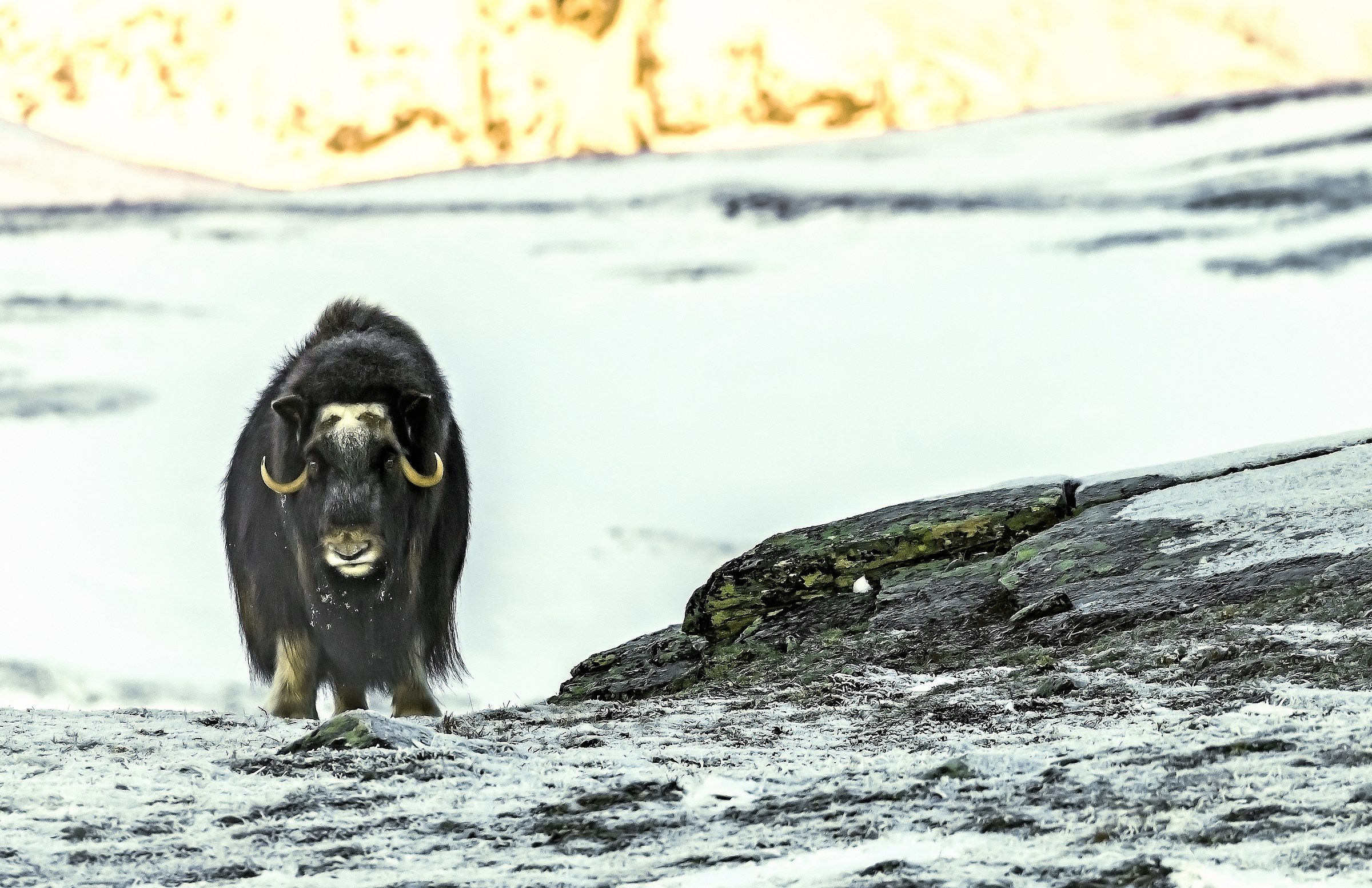 Dovrefjell 2017 - Musk ox, tra il cielo e il gelo