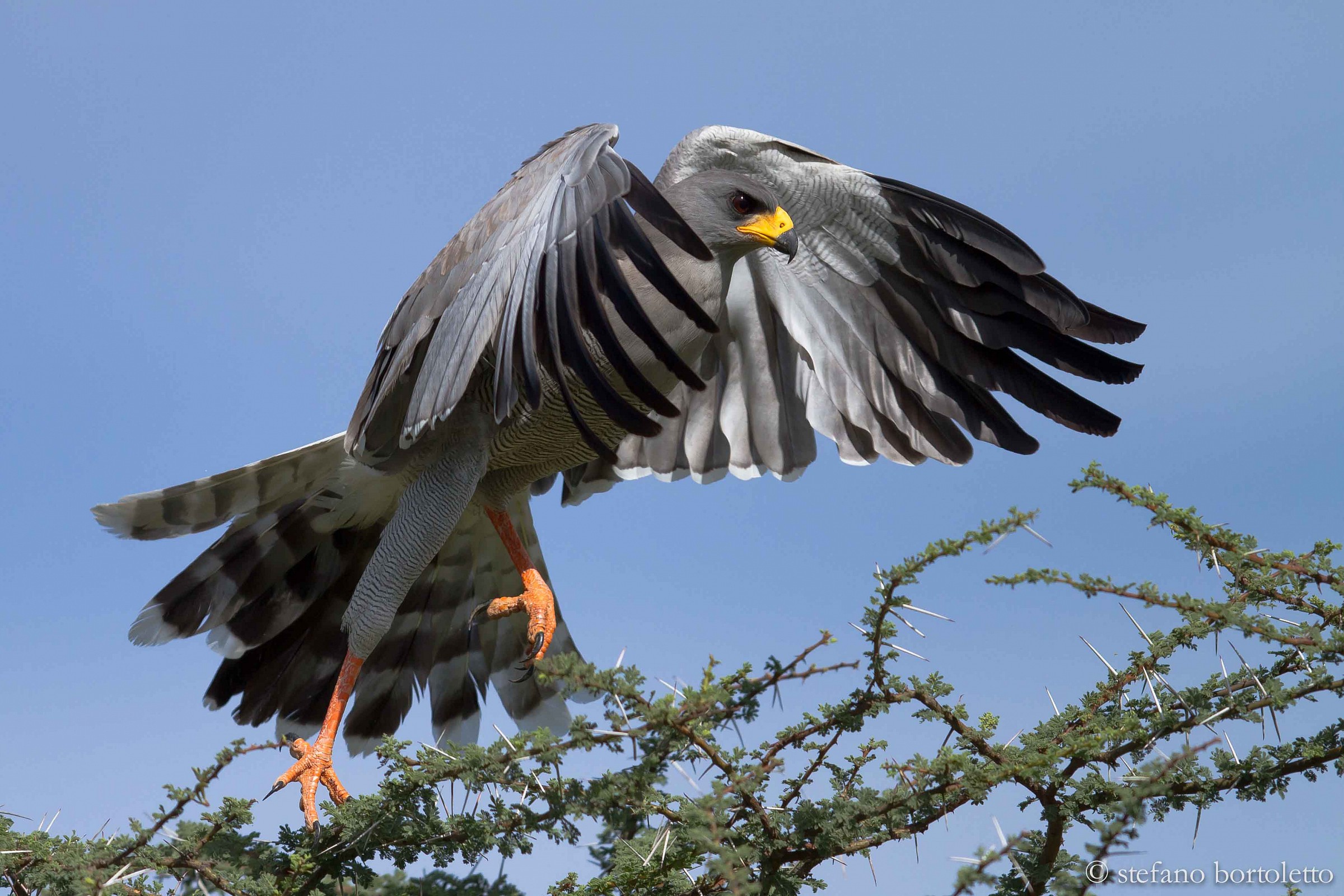 Eastern Chanting Goshawk