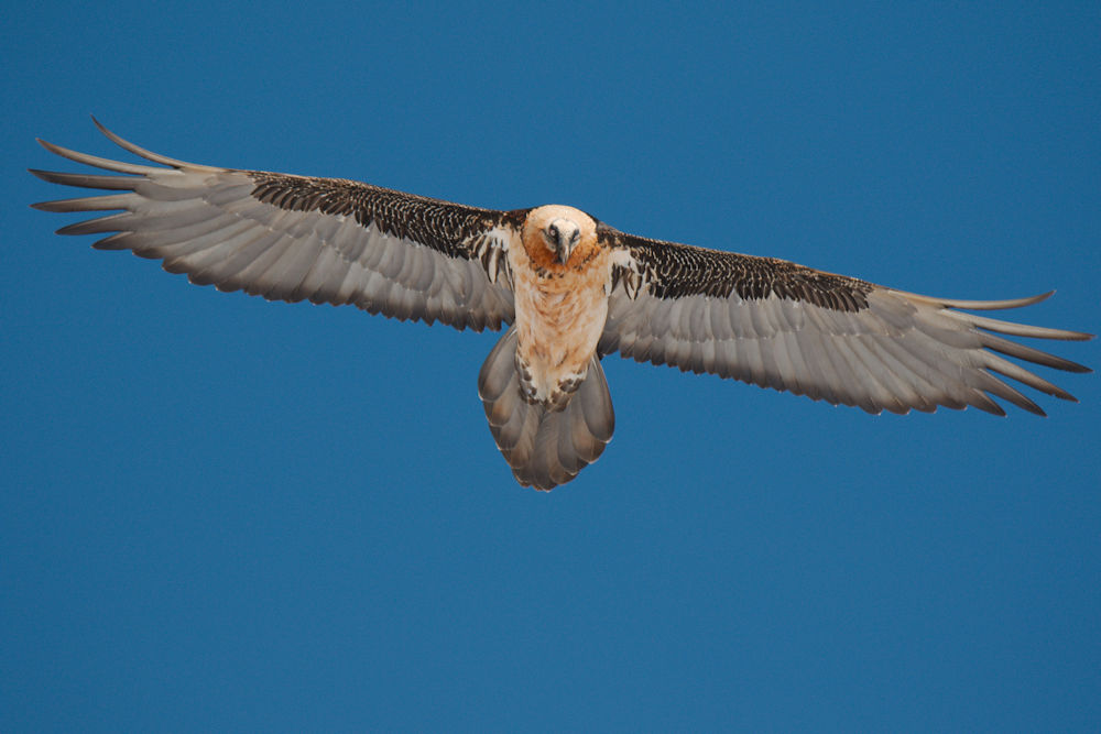 Bearded Vulture