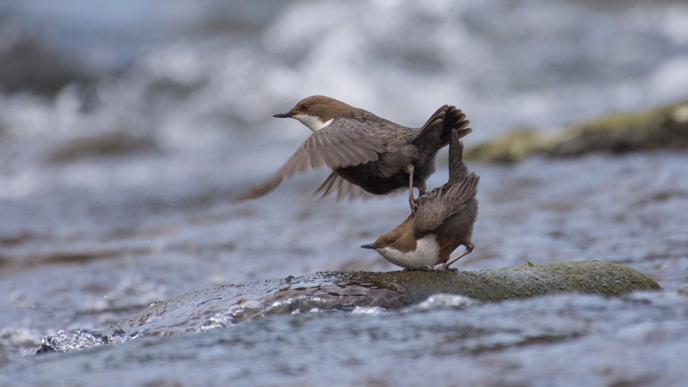 Auguri....."merli maschi"