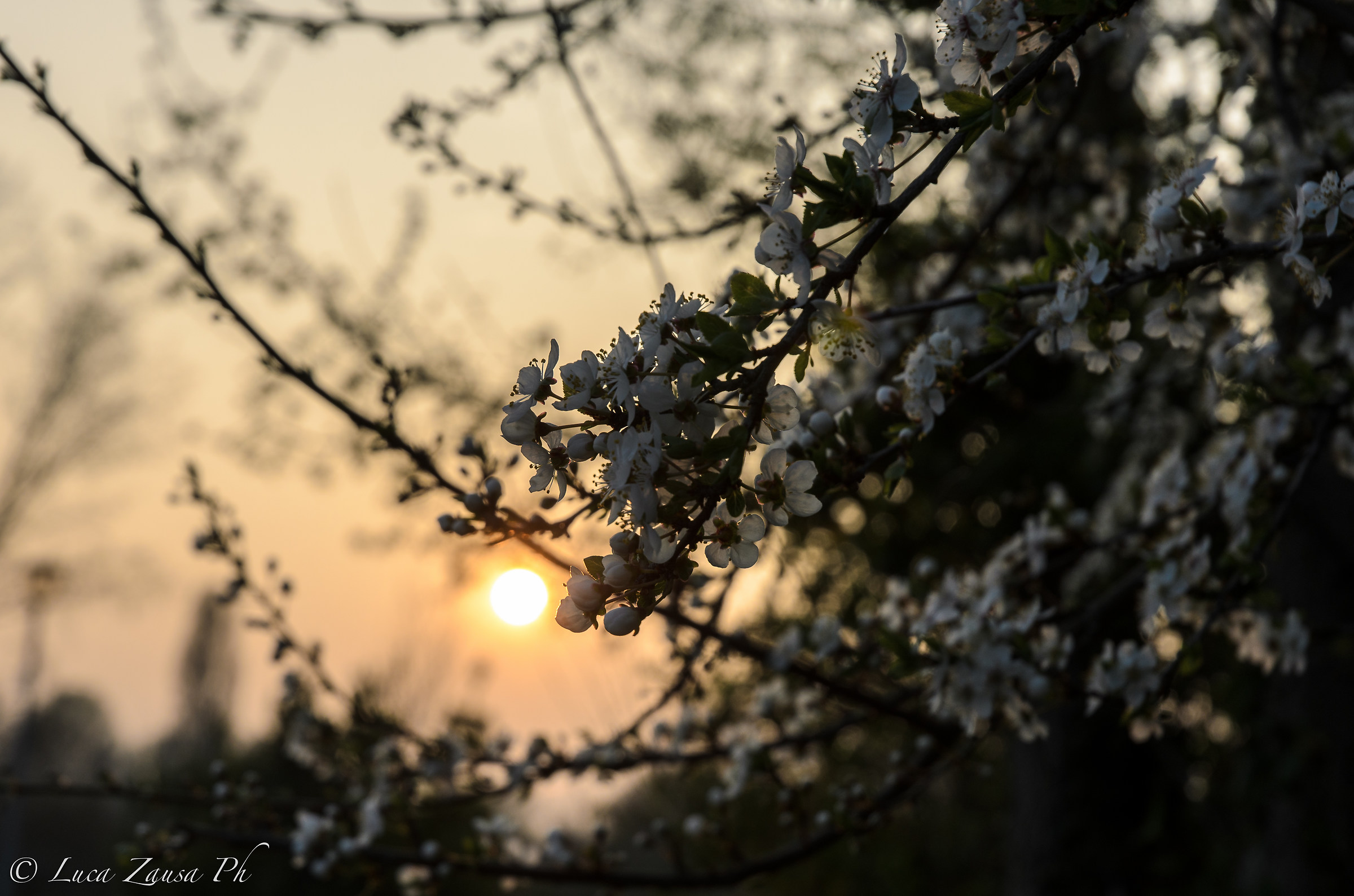 Sunset among the flowers